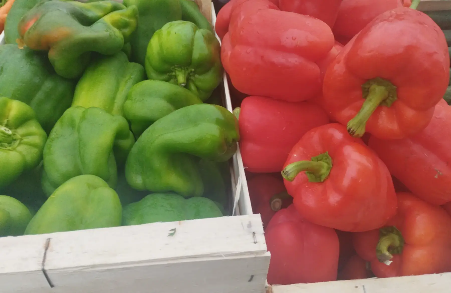 Poivron vert rouge