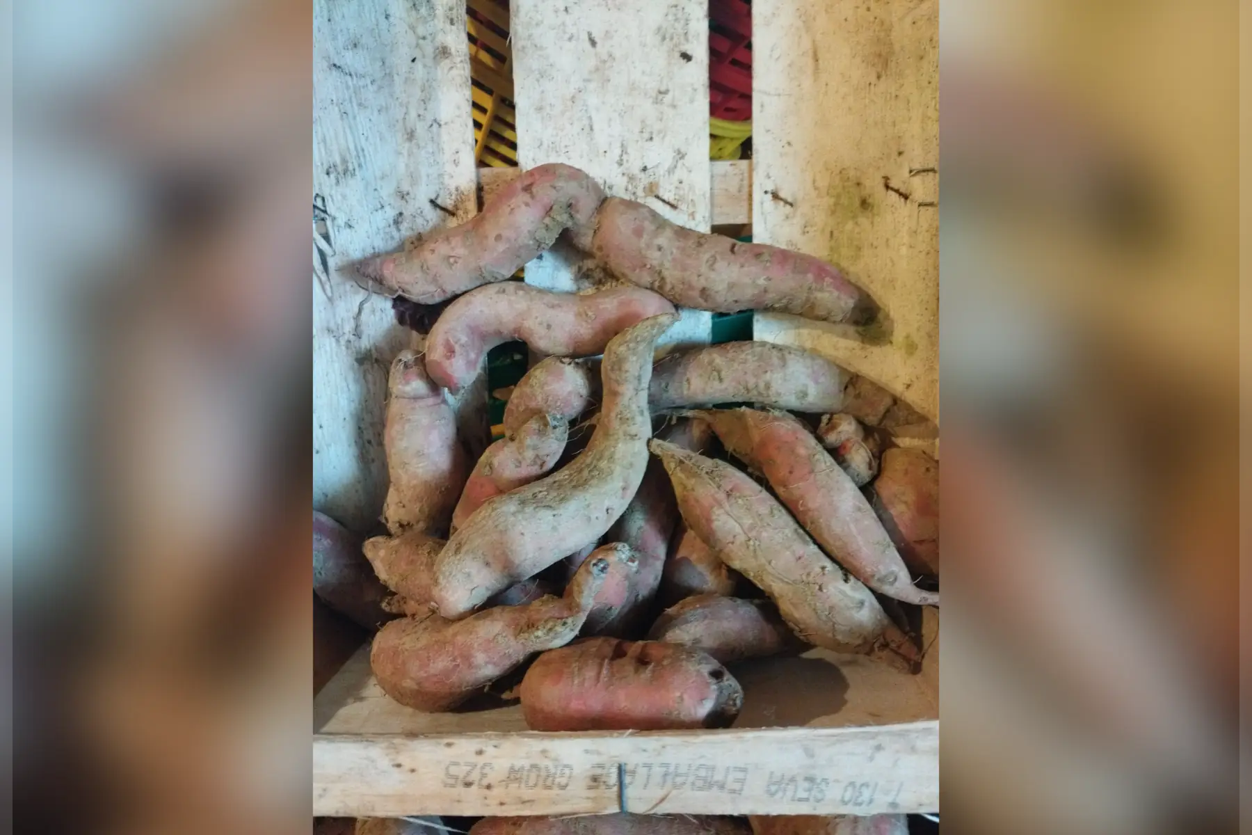 patates douces petit calibre