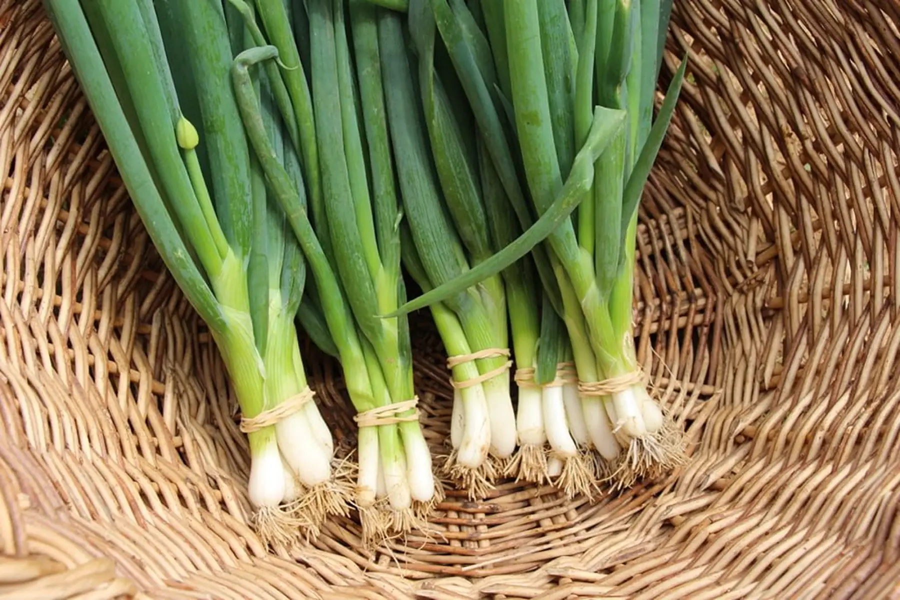 jerome laborde (le jardin de bel air)