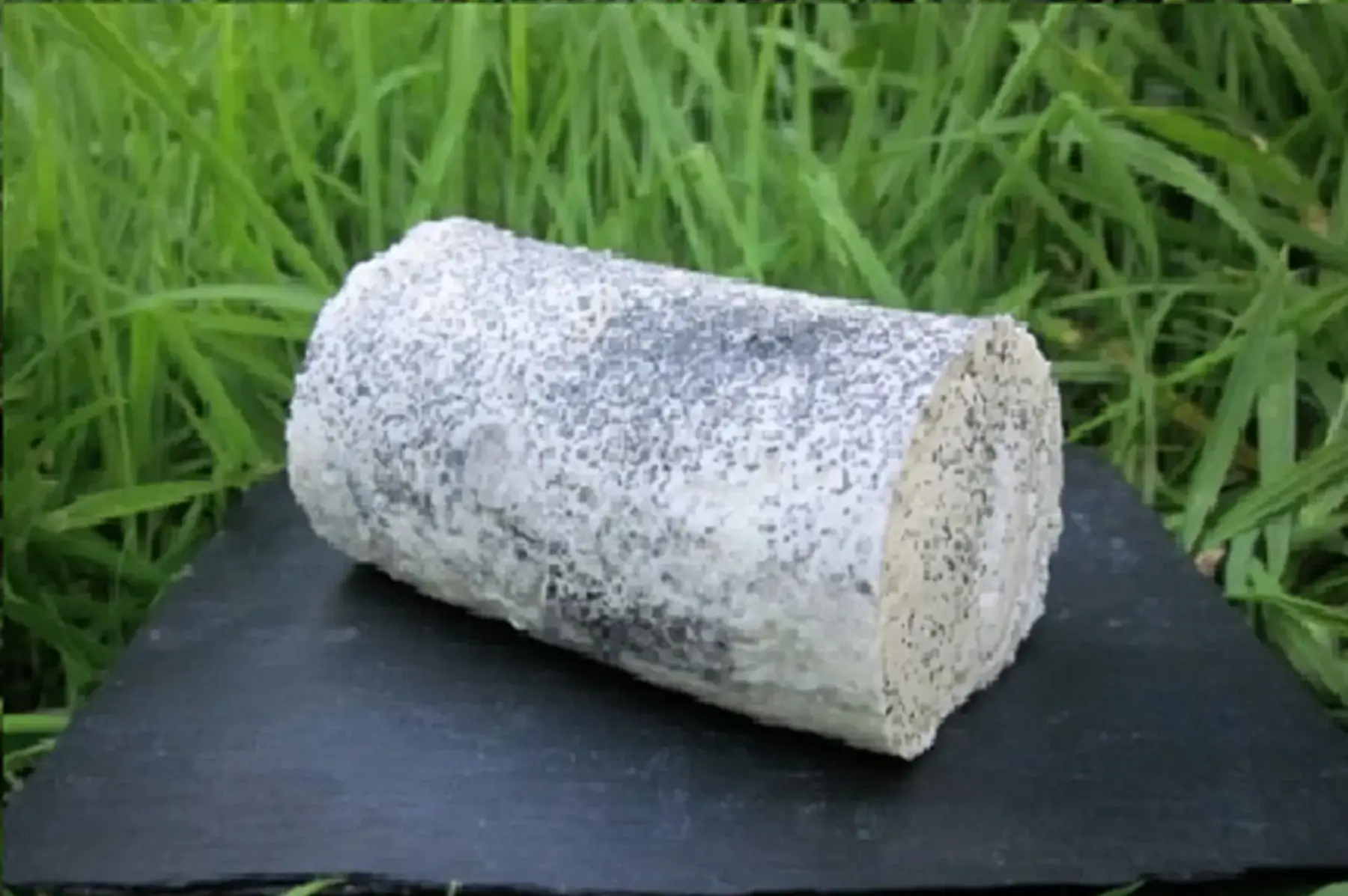 Bûche fraîche cendrée