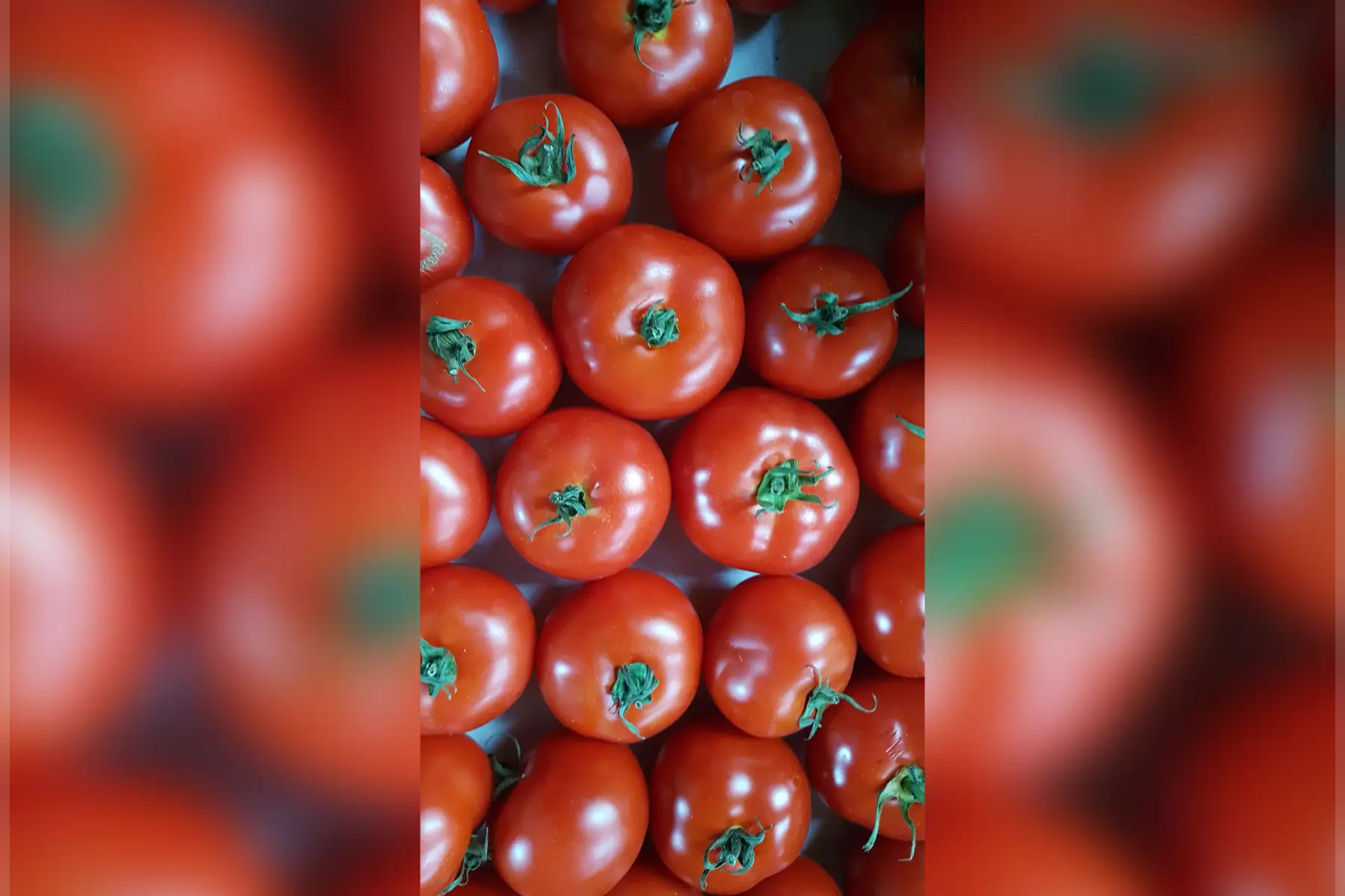 tomate ronde rouge