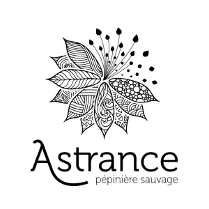 Astrance pépinière