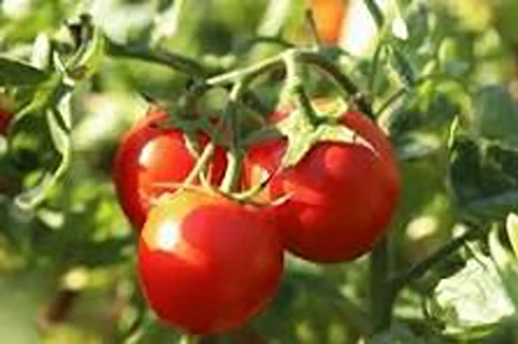 tomates rondes