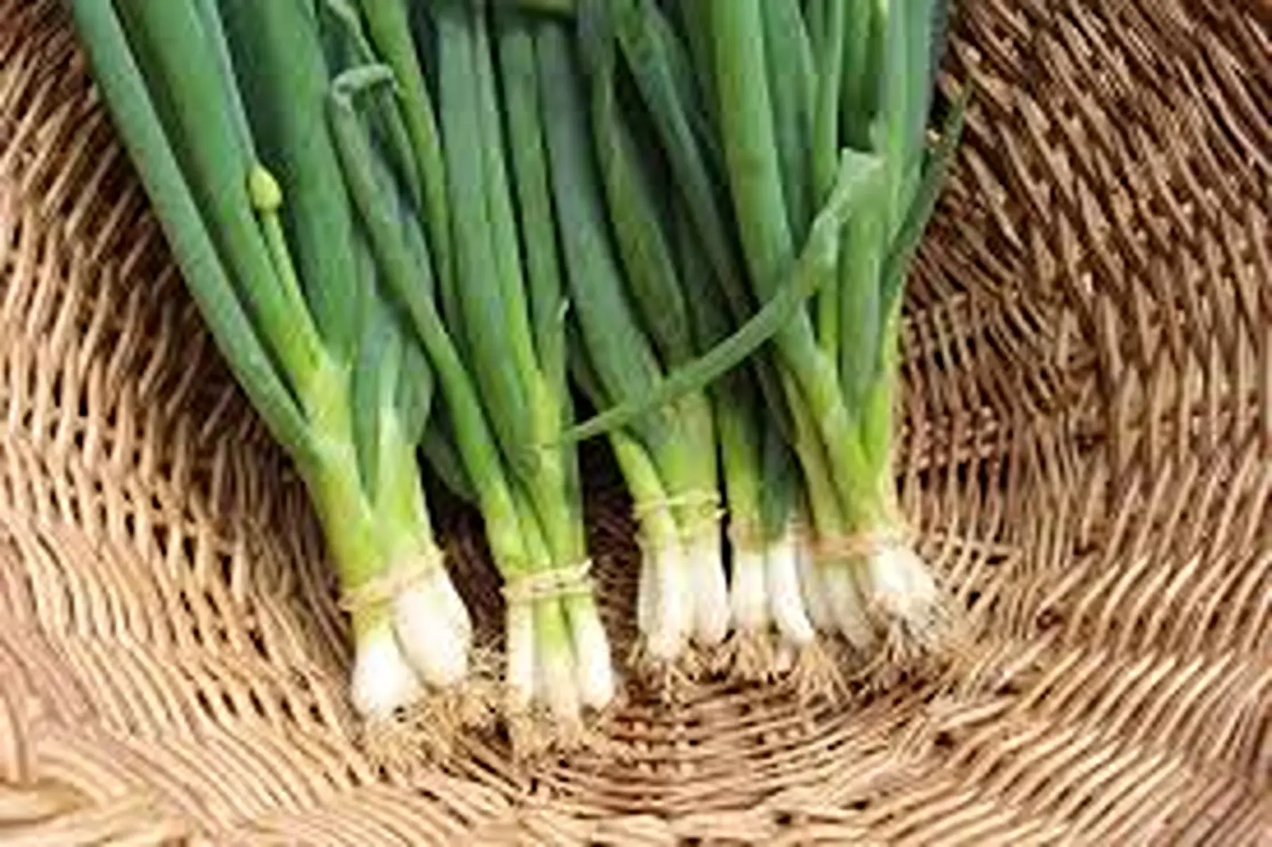 Oignons cébettes