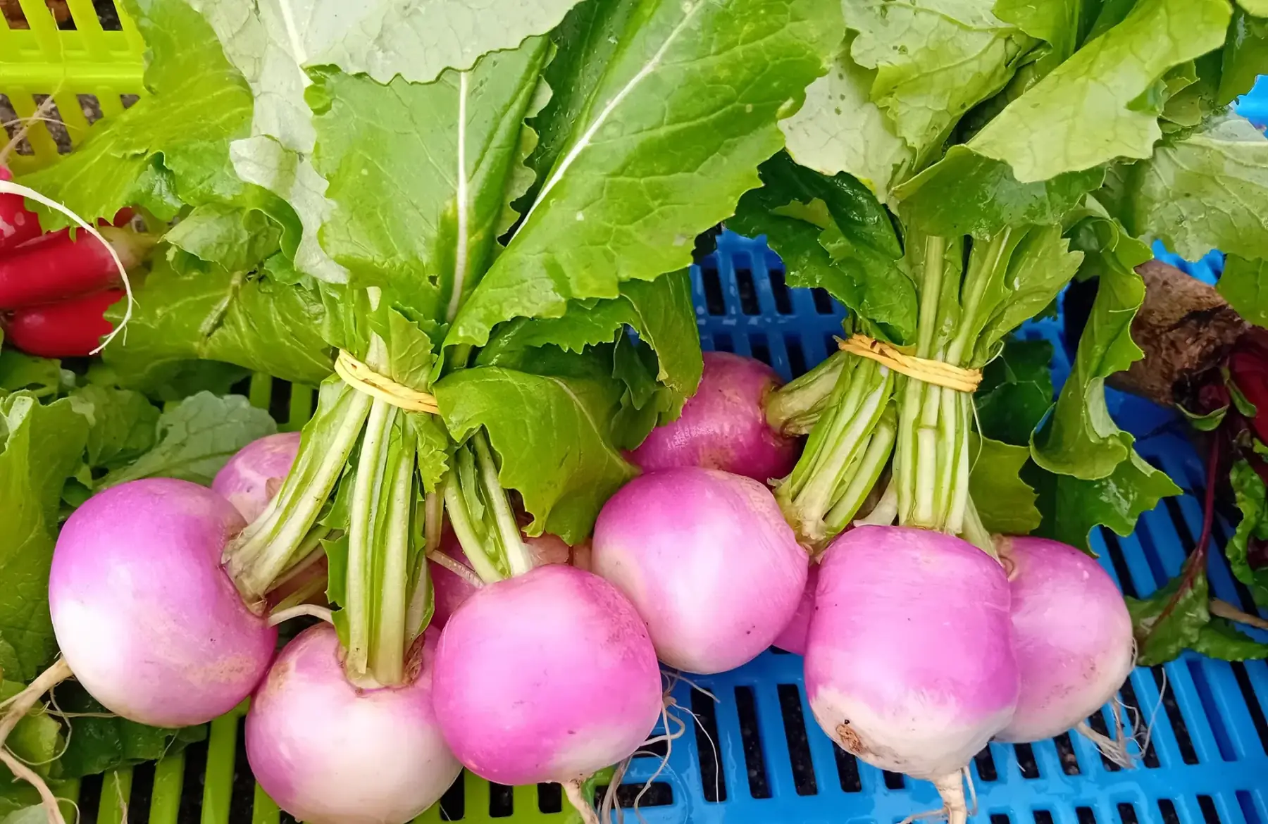 botte de jeunes navets (5pcs/botte)