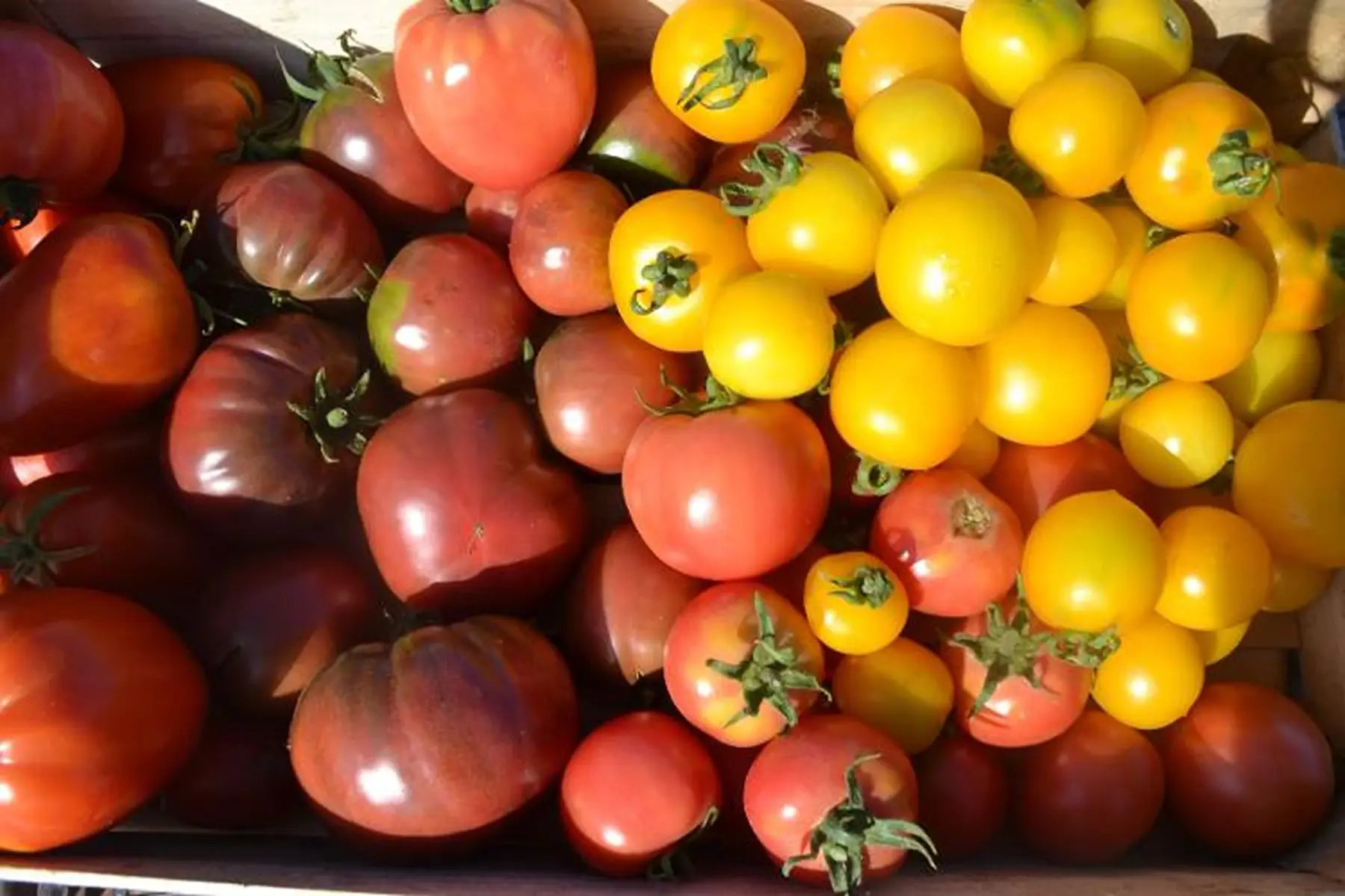 tomates variétés anciennes au kg