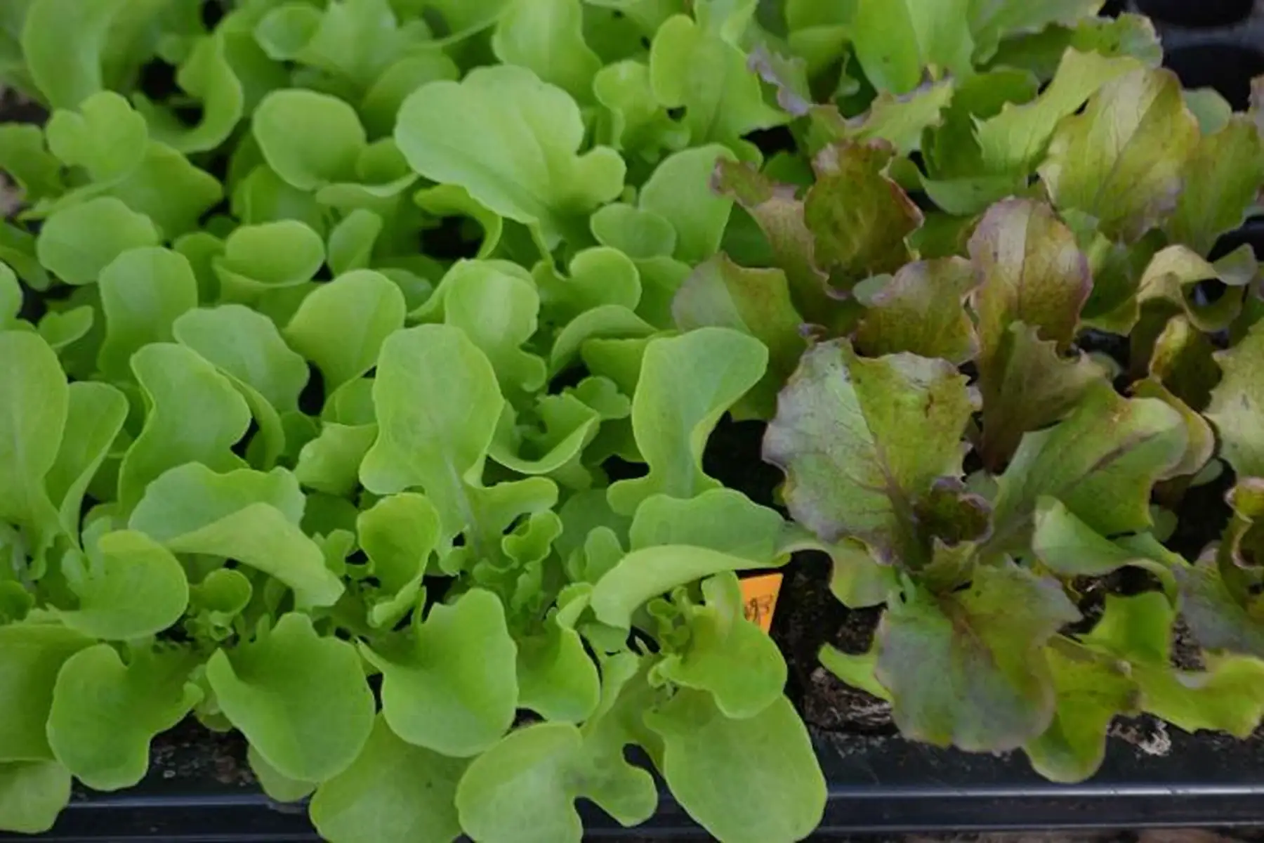 plant de salade