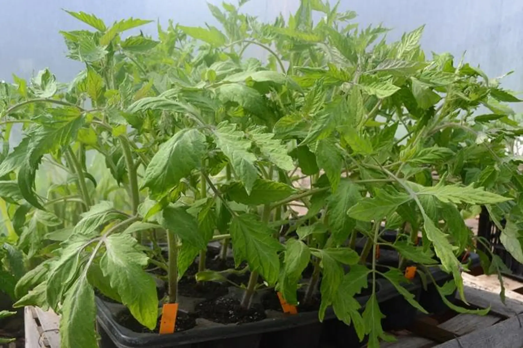 plant de tomates cerise