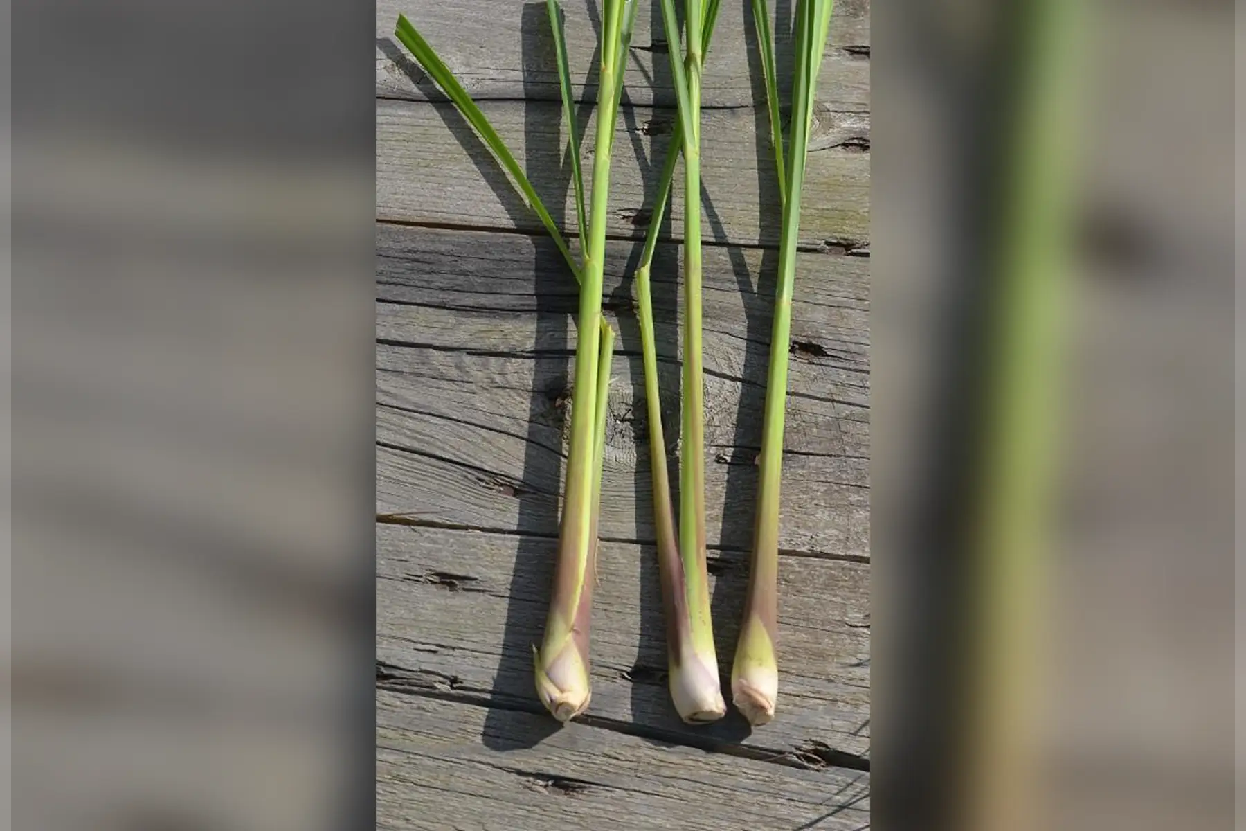 citronnelle (3 brins)