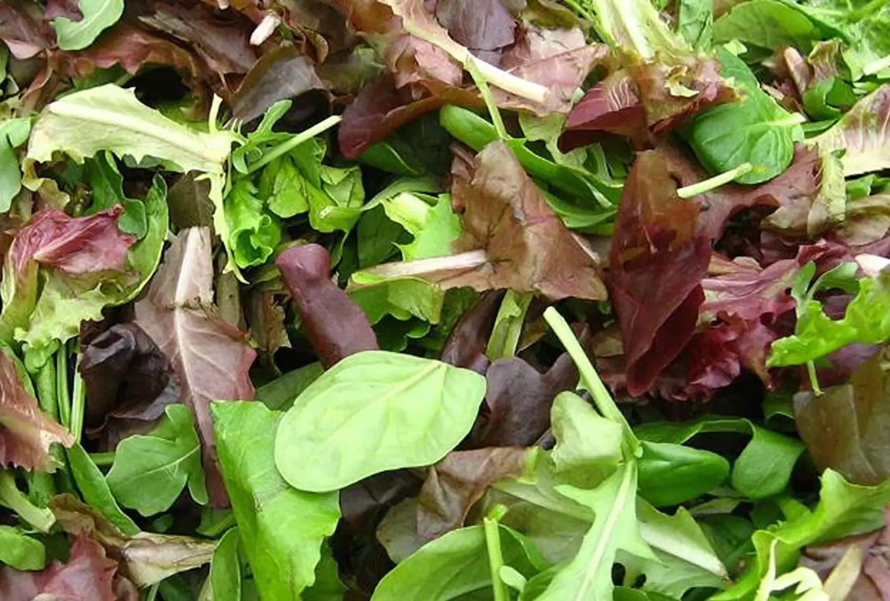 mesclun-salade sachet de 200g