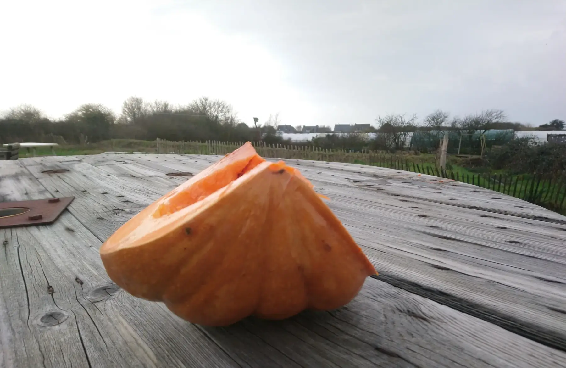 courge musquée de Provence part d'environ 1,5kg