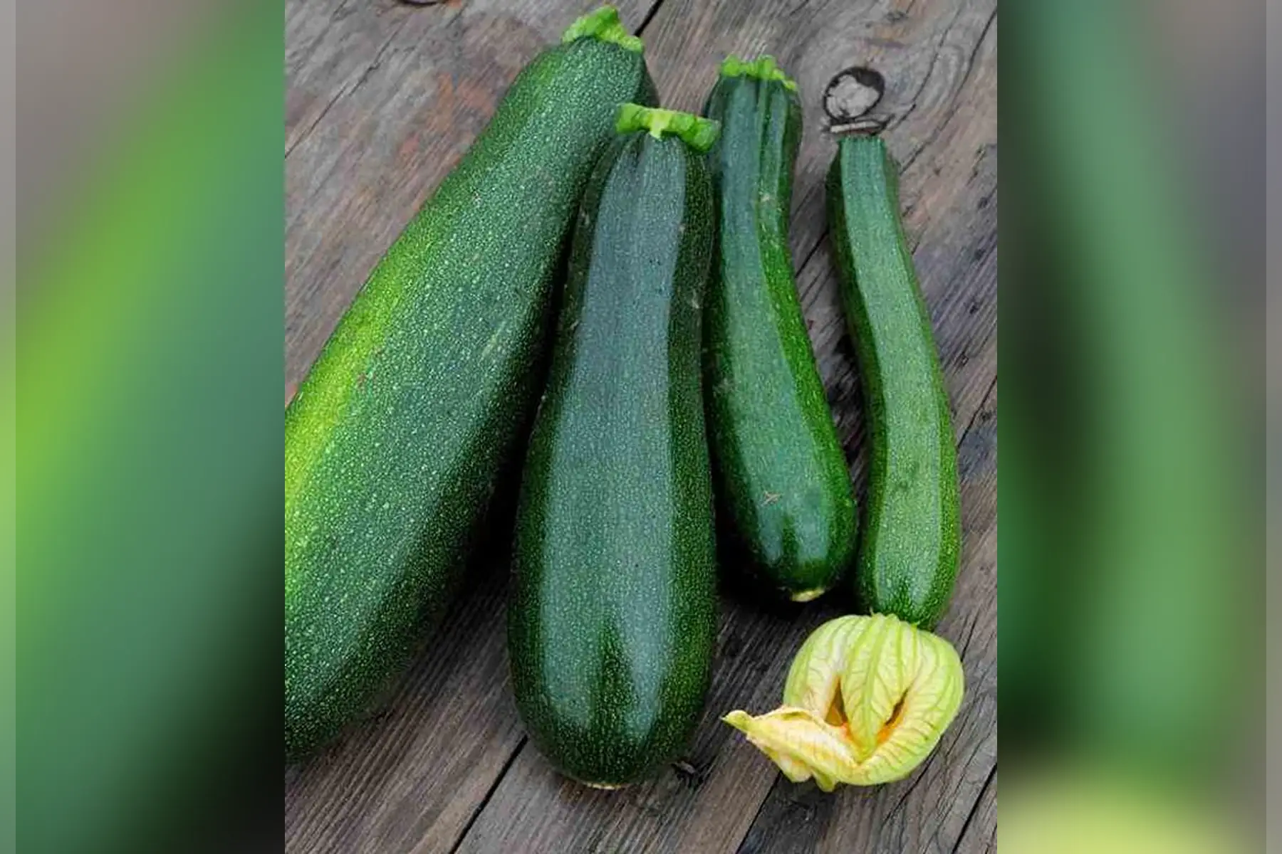 courgette verte primeur