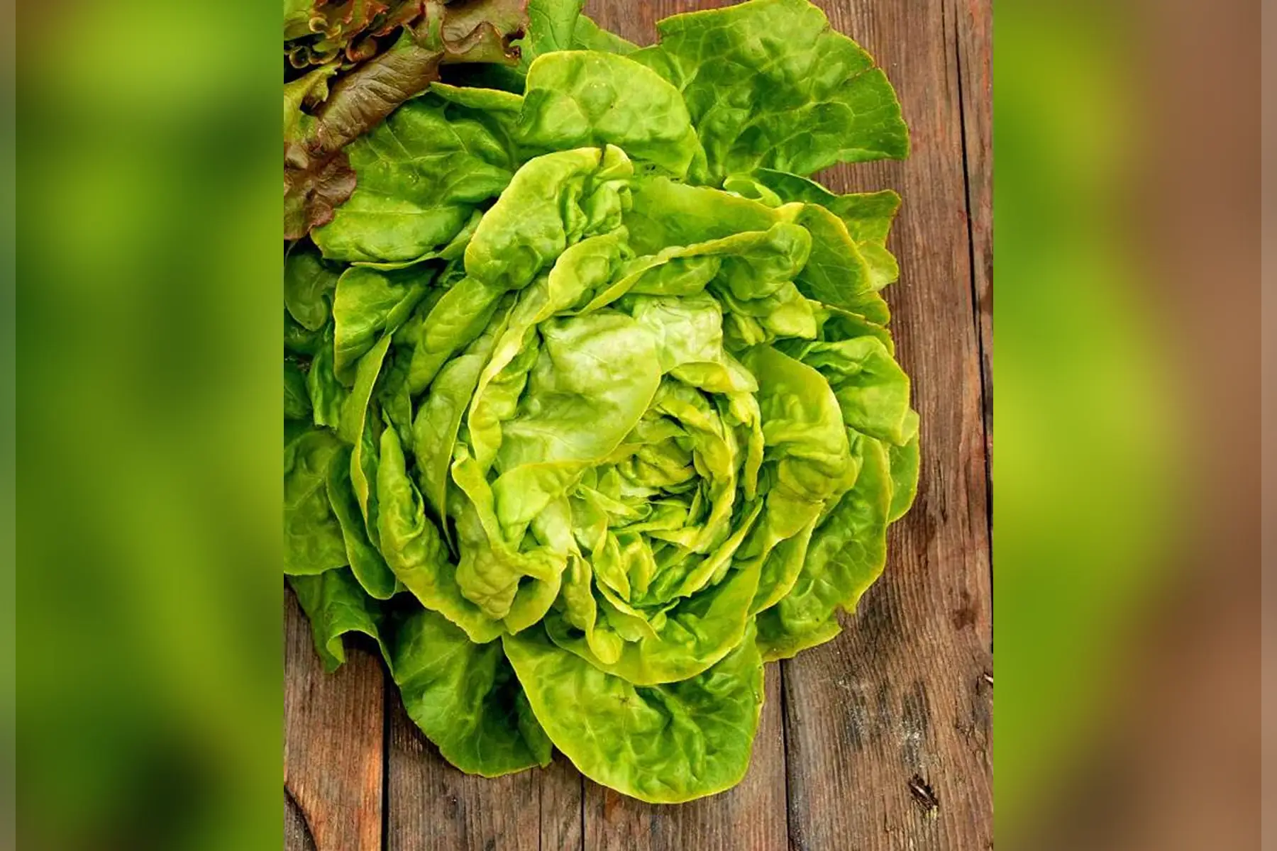 salade laitue verte