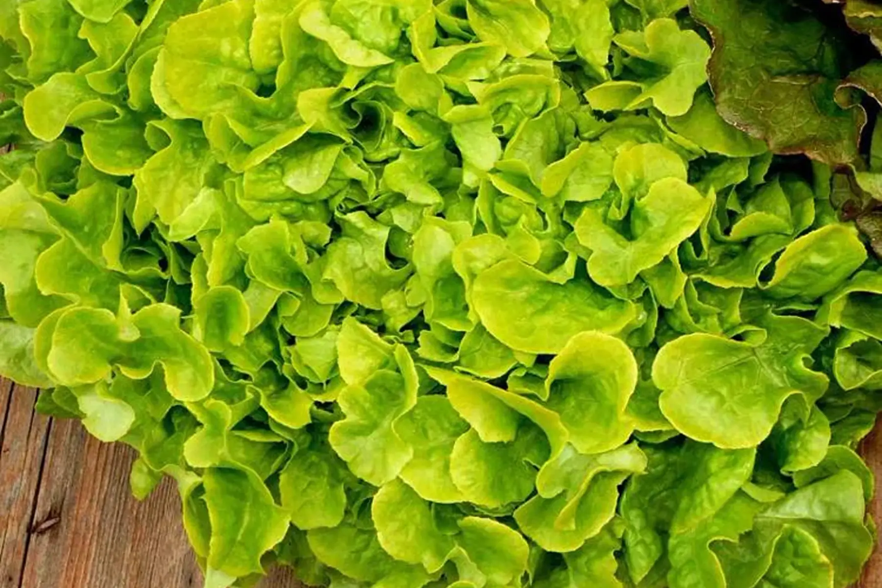 salade feuille de chêne verte