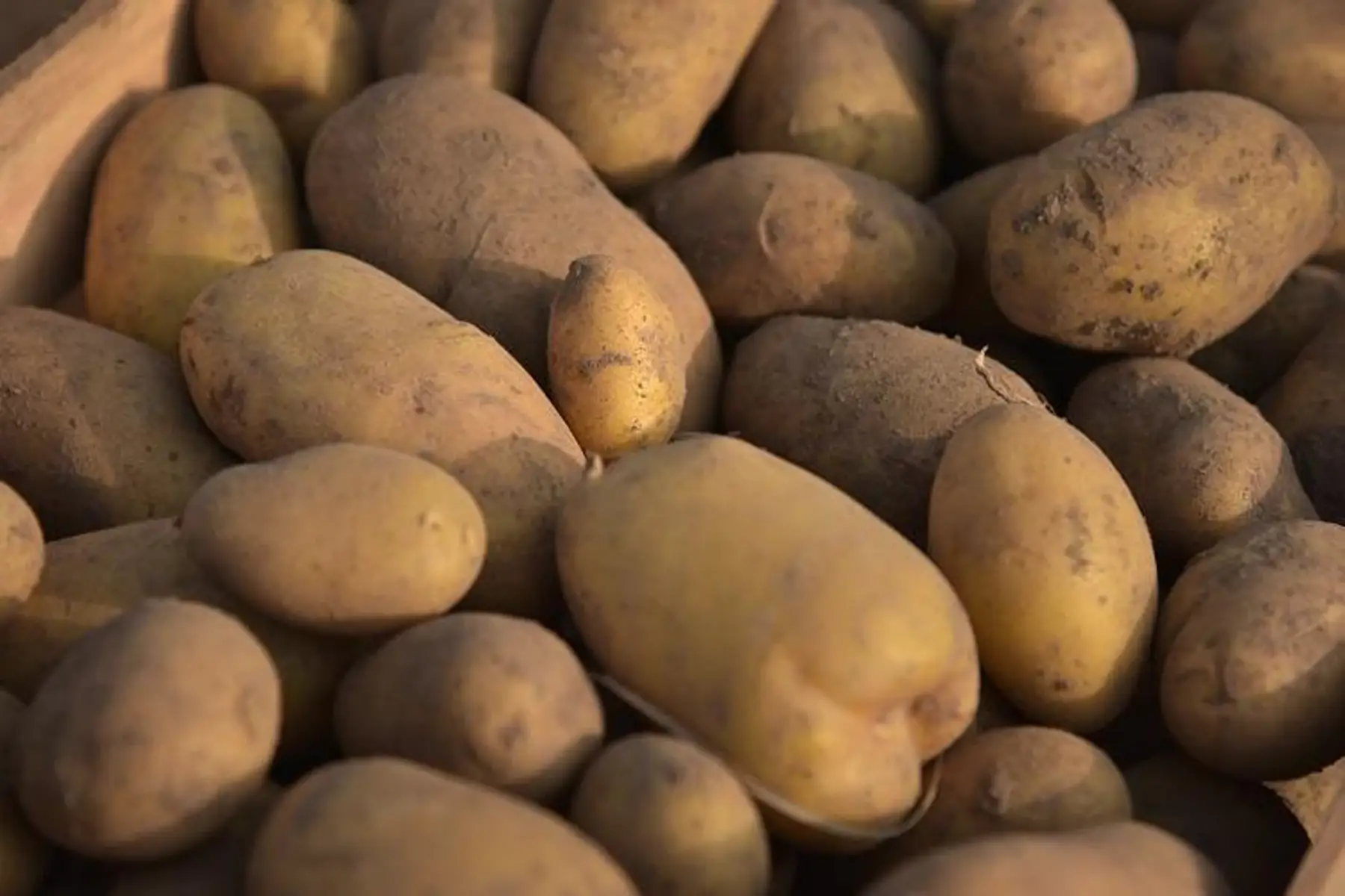 pommes de terre chair ferme