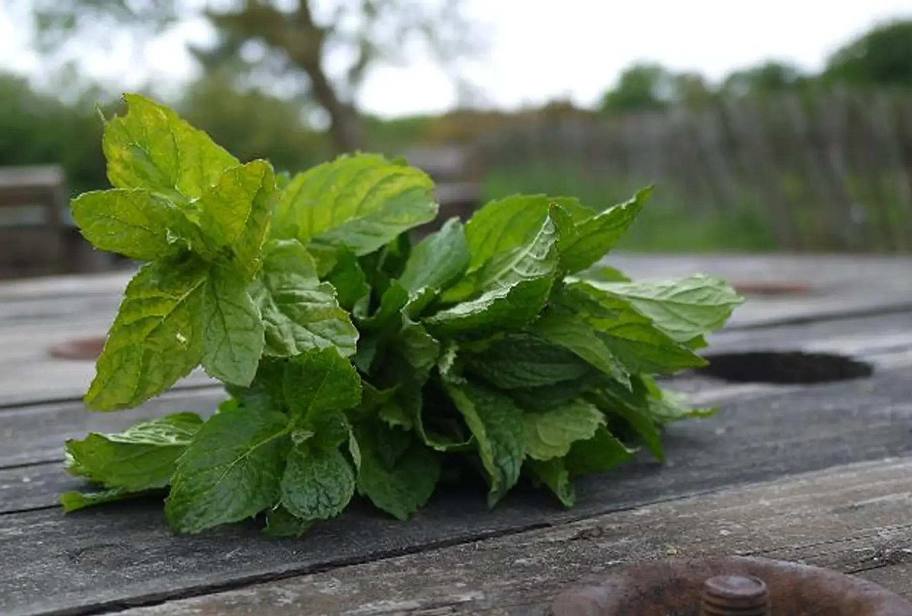 menthe