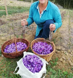 SAFRAN " le bonheur est dans les fleurs" au Chateau les Baraganes.