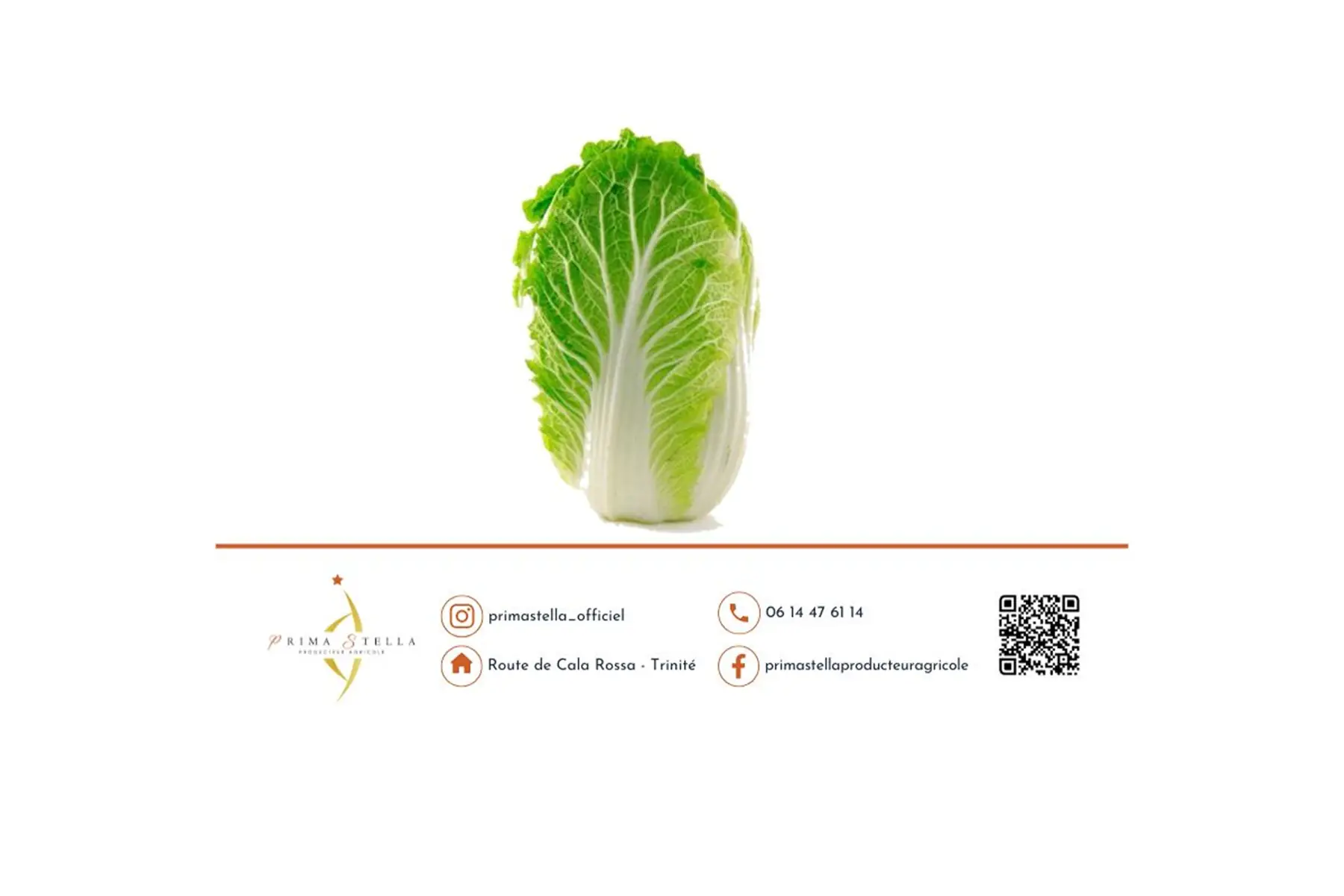 CHOU VERT CHINOIS (la pièce)