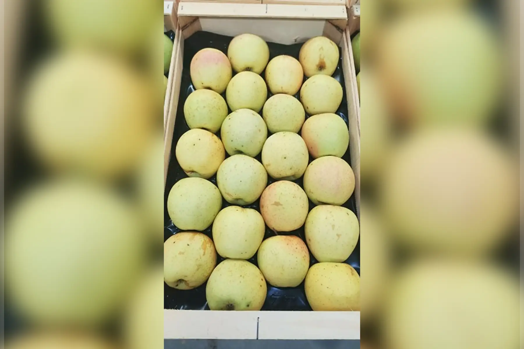 plateau de pomme golden 3.5kg