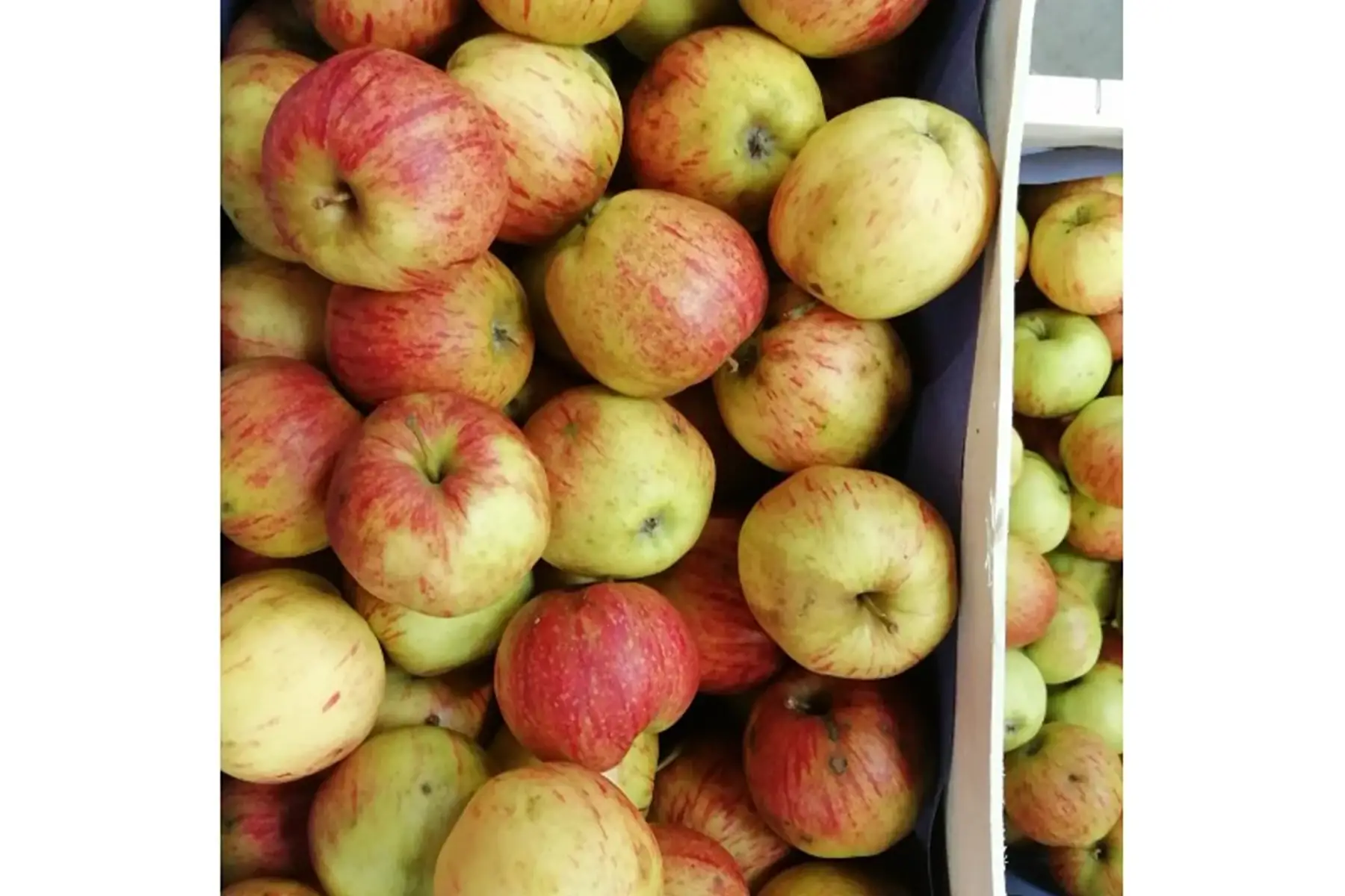 plateau de pomme opal 3.5kg