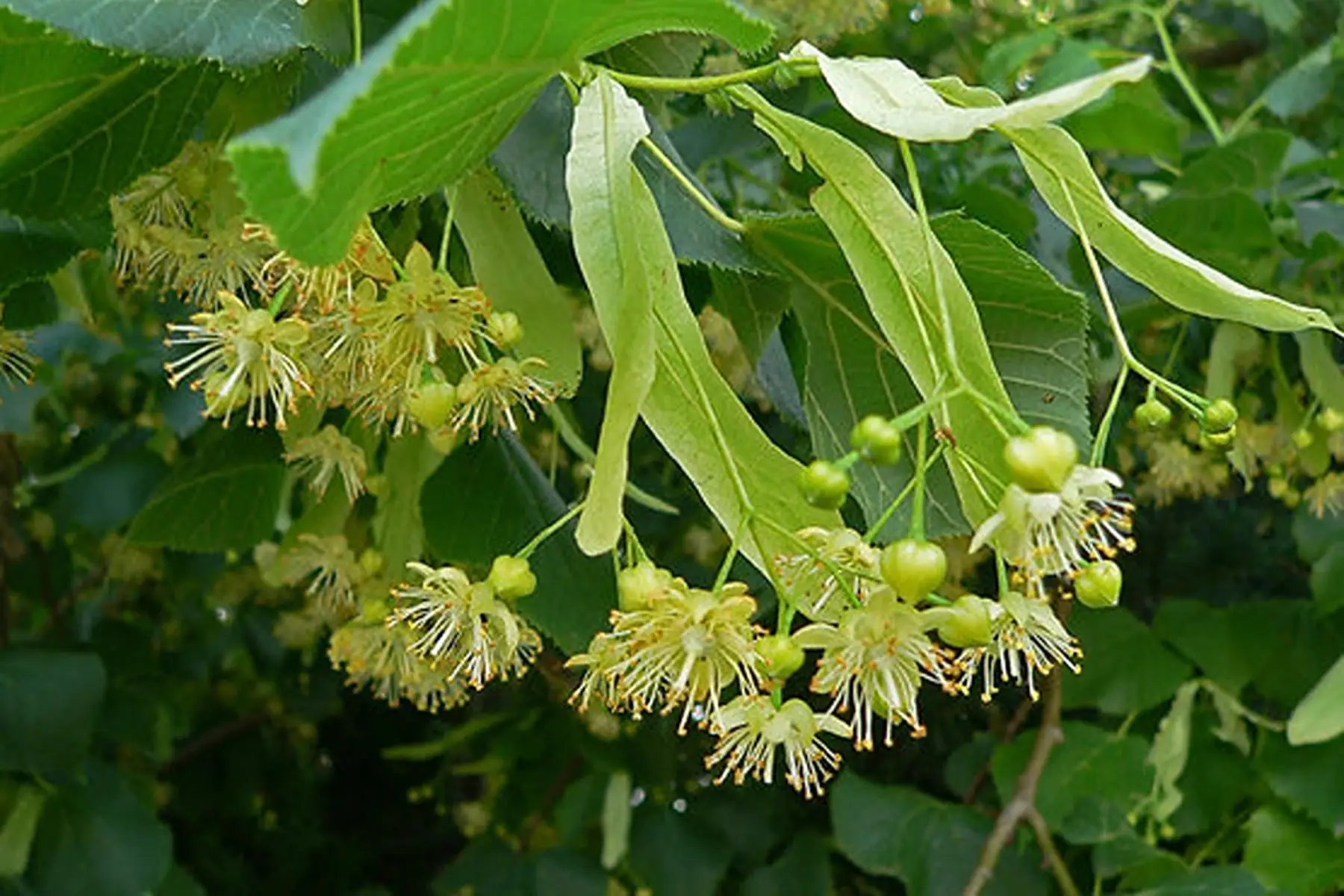 Tilleul (Tilia sp.)