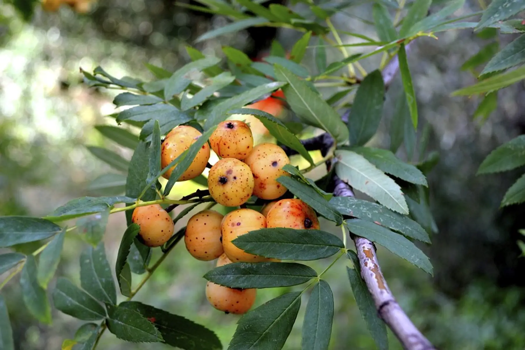 Cormier (sorbus domestica)