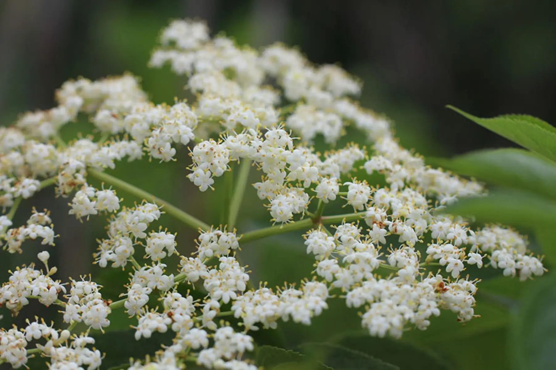 Sureau noir (Sambucus nigra)