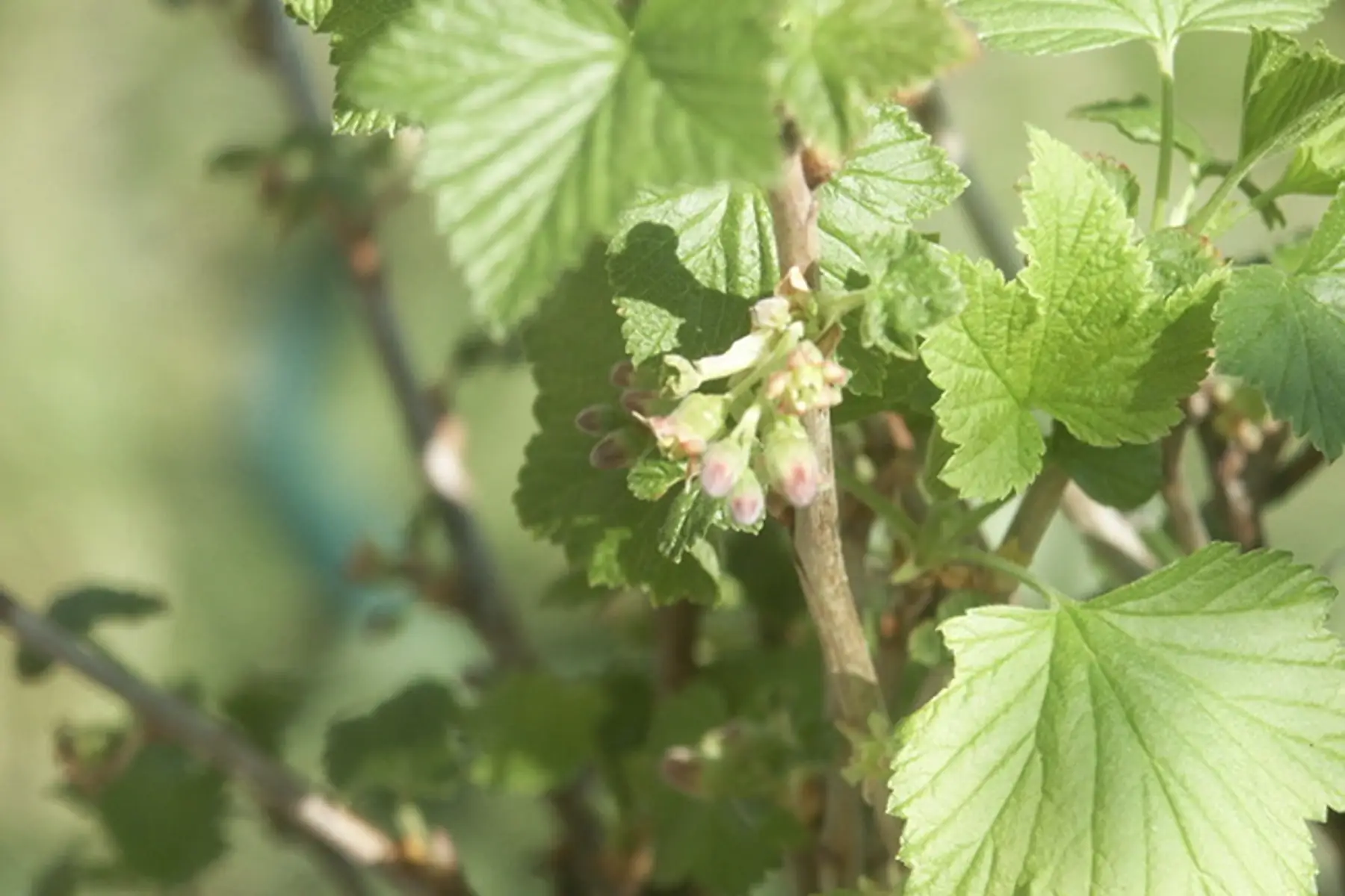 Cassissier (Ribes nigrum) - petit calibre
