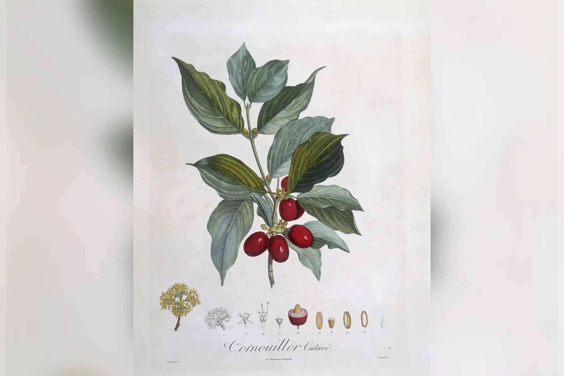 Cornouiller mâle (Cornus mas)
