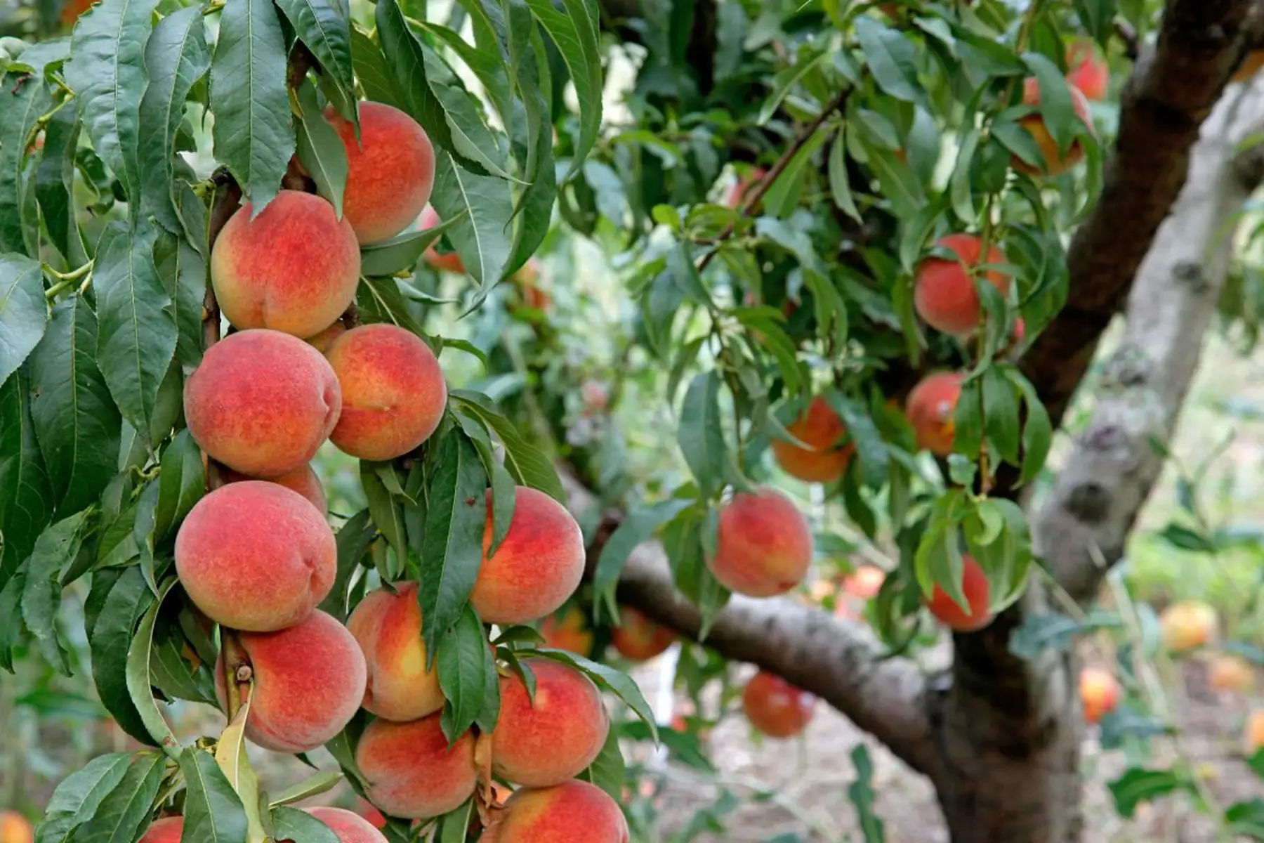 Pêcher greffé (Prunus persica)