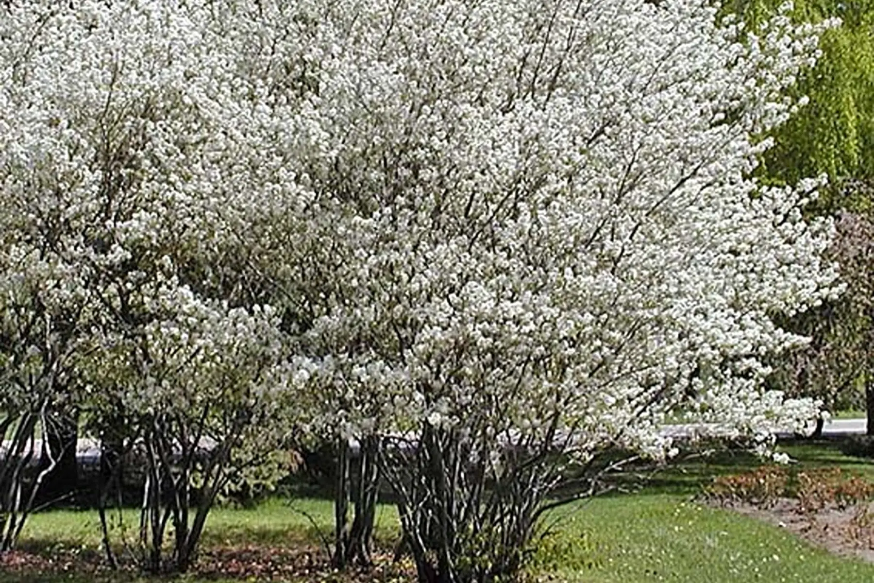 Amélanchier canadensis