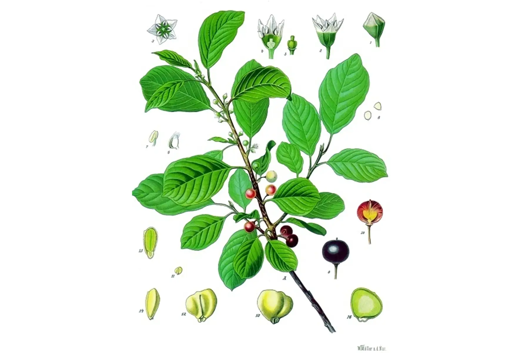 Bourdaine (Rhamnus frangula)