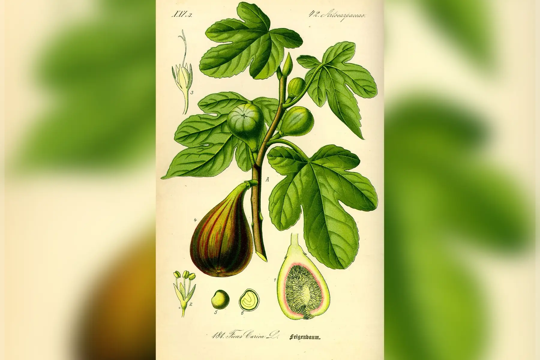 Figuier (Ficus carica) 'Bleue du causse'