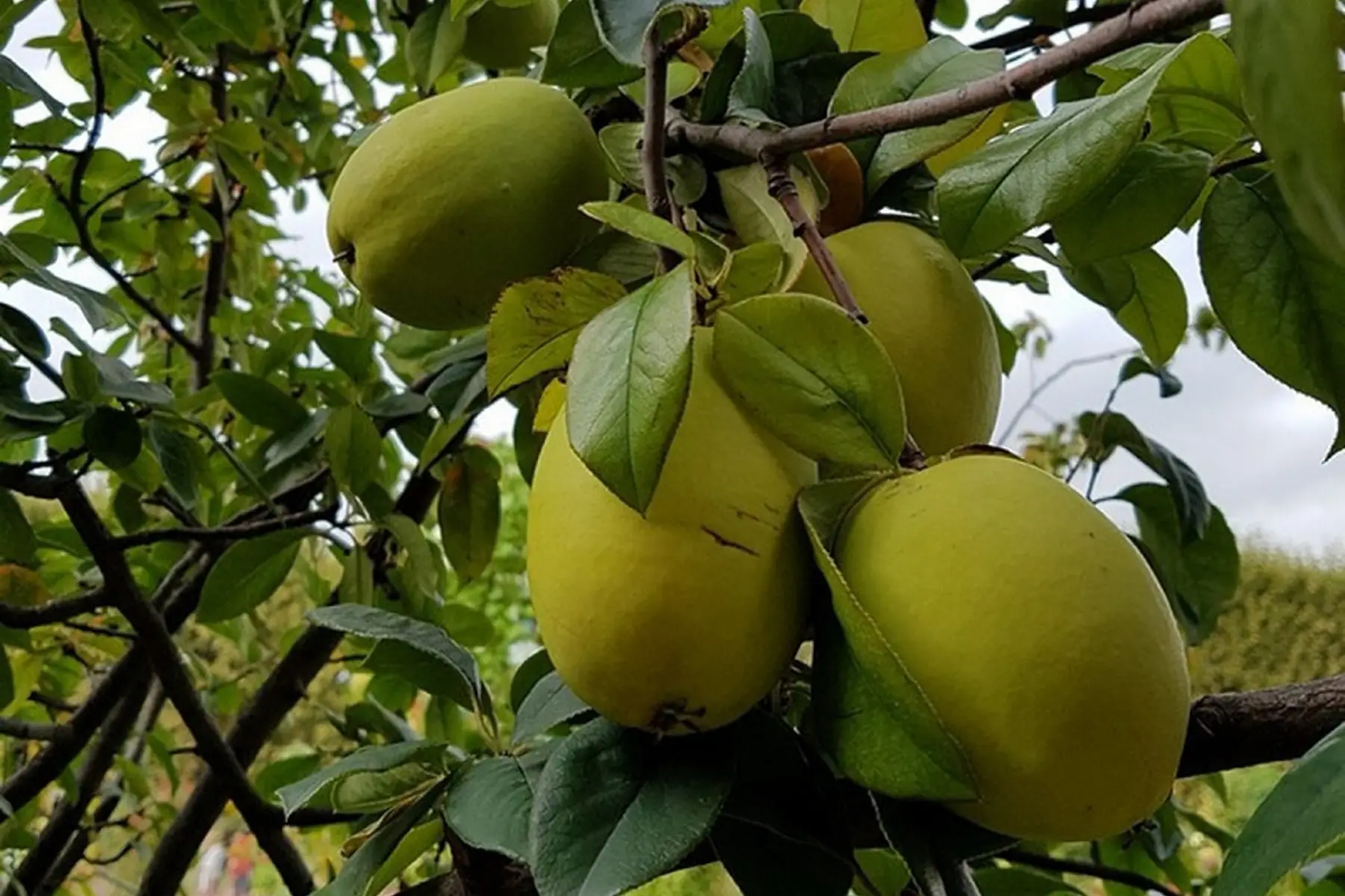 Cognassier de Chine (Pseucydonia sinensis)