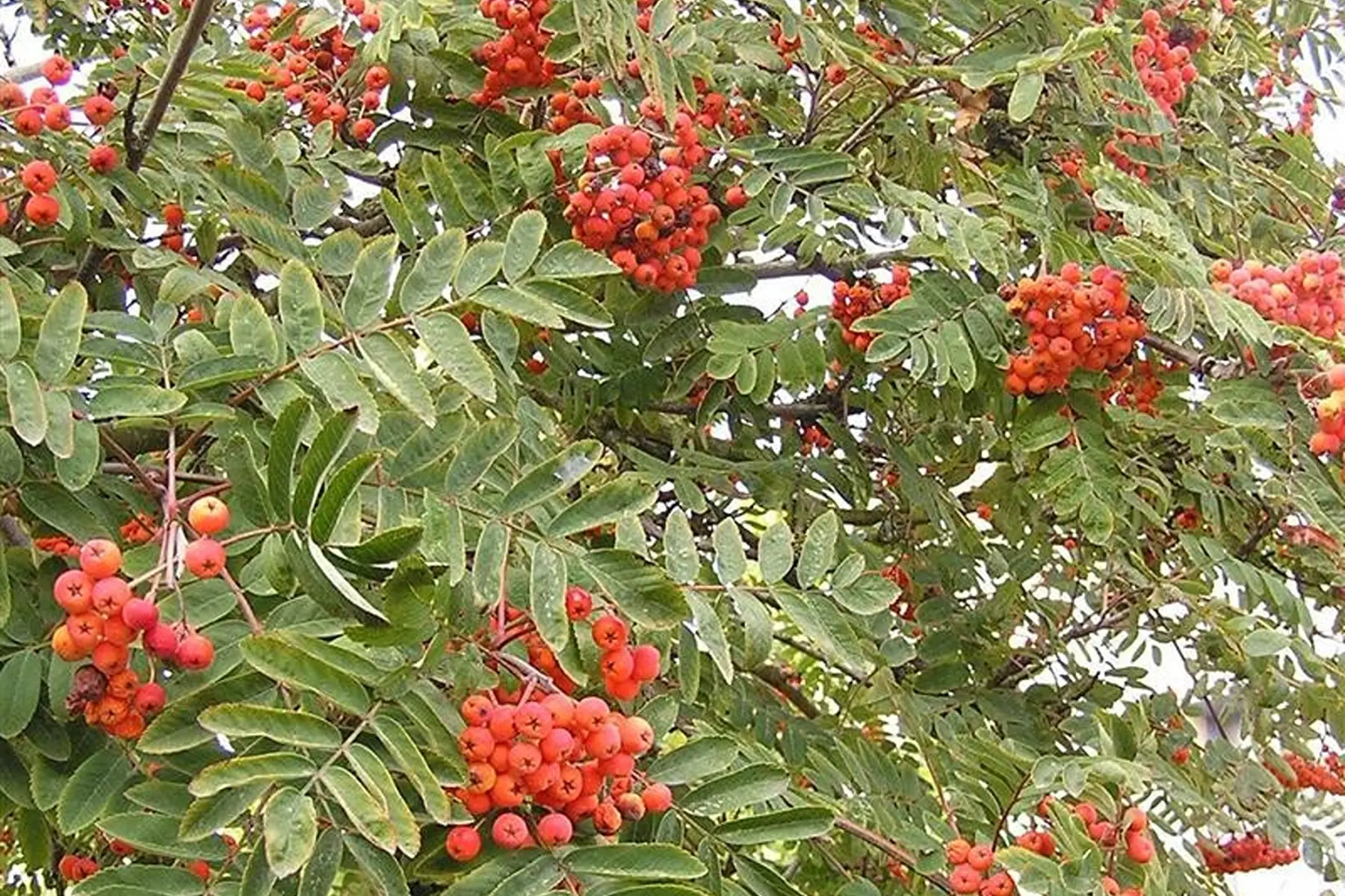 Sorbier des oiseleurs (sorbus aucuparia)