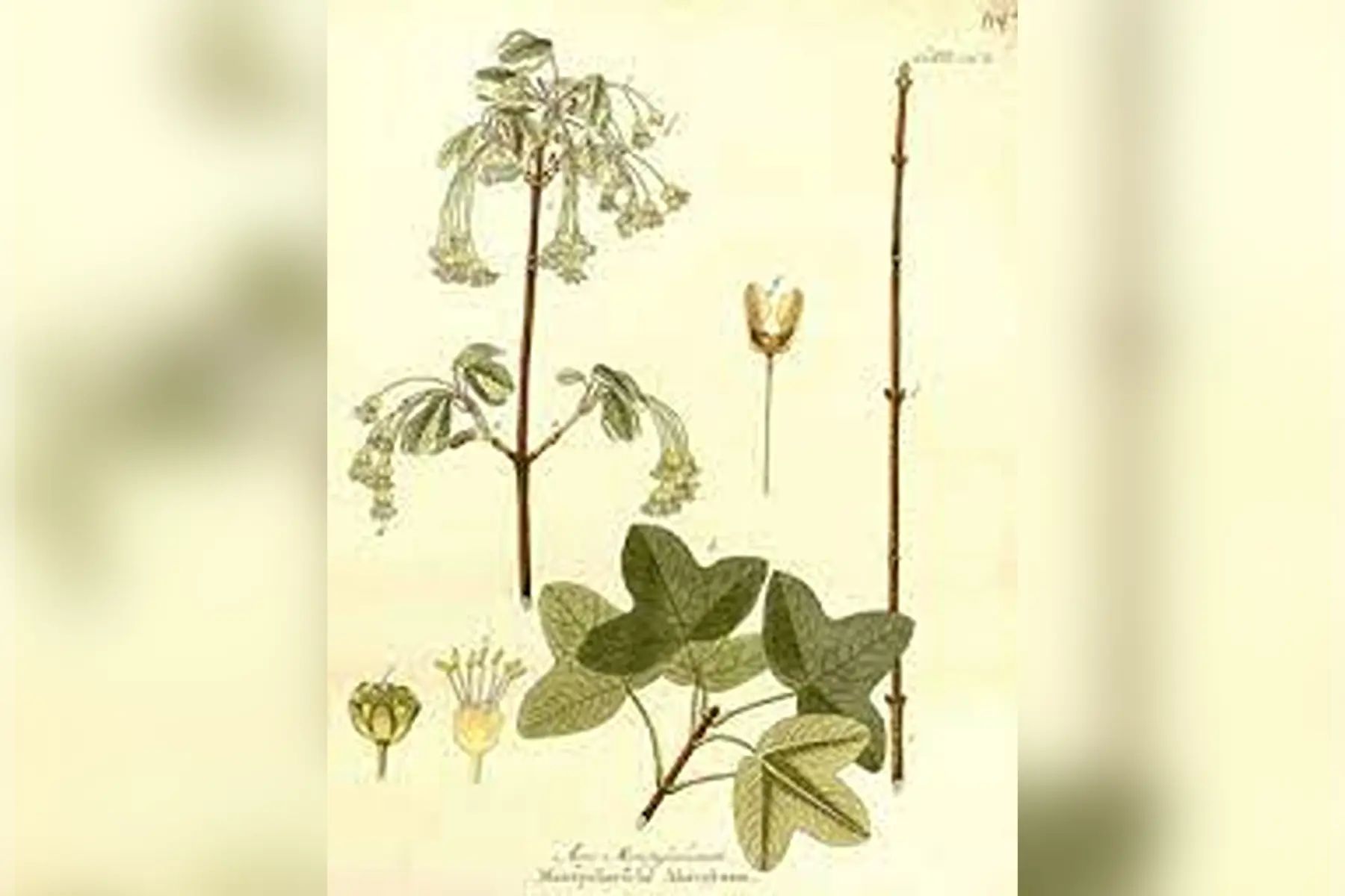 Erable de montpellier (Acer monspessulanum)