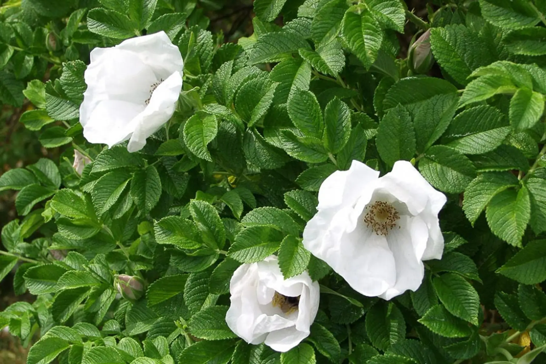 Rosier rugueux blanc (Rosa rugosa alba)