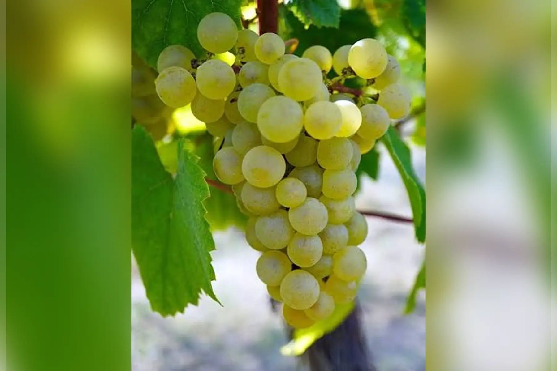 Raisin de table (Vitis vinifera) issu de boutures