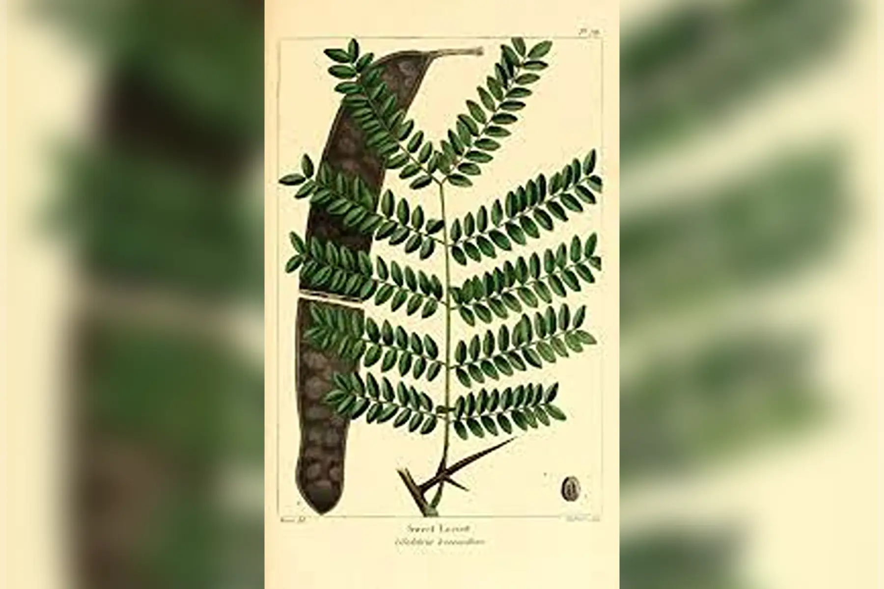 Févier d’Amérique (Gleditzia triacanthos)