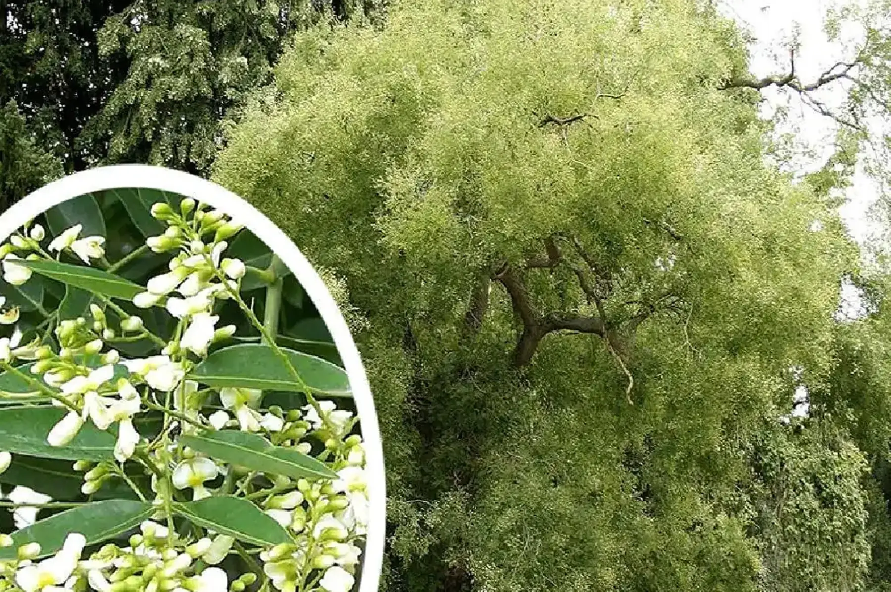 Sophora du Japon (Sophora japonica)