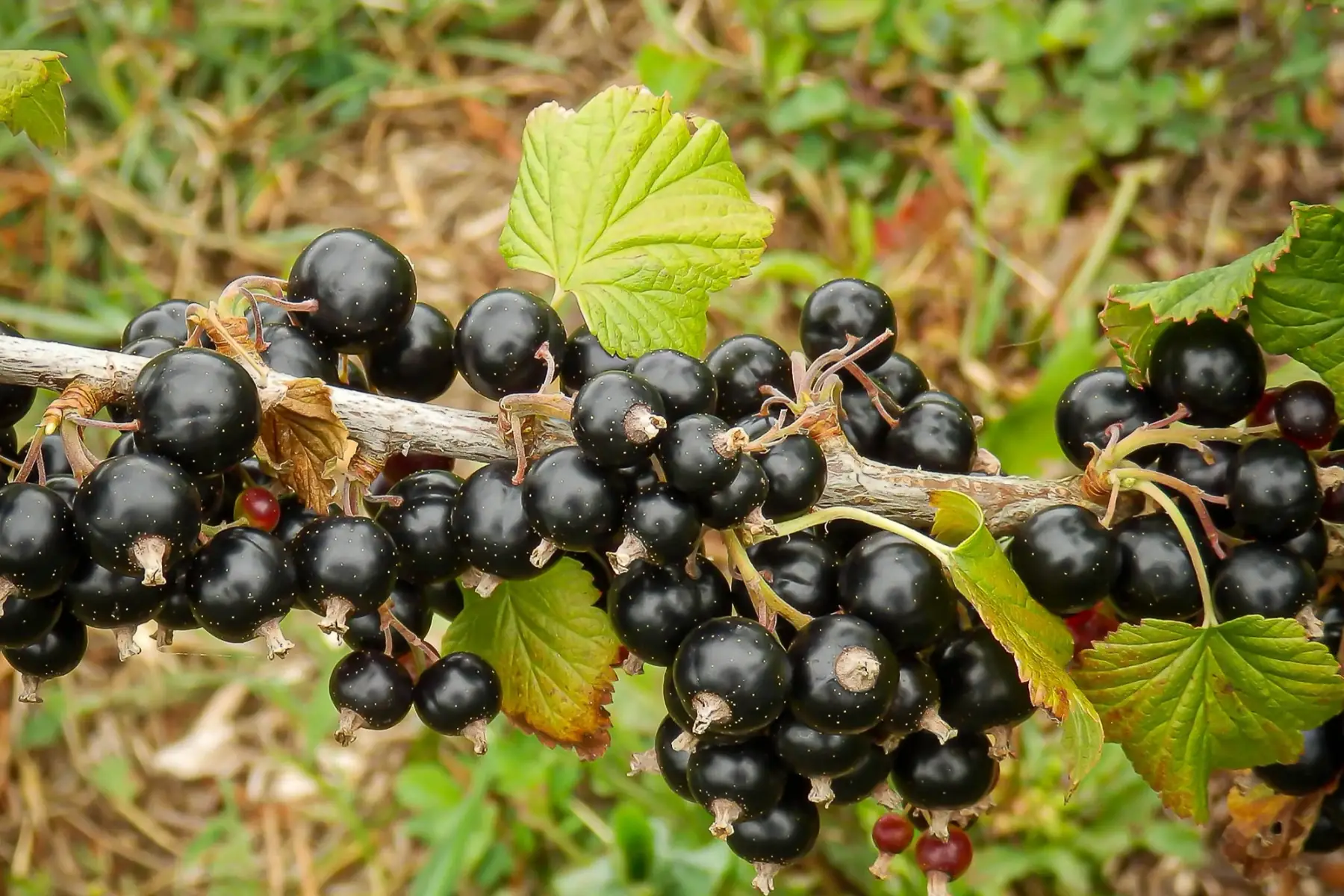 Cassissier (Ribes nigrum) - gros calibre