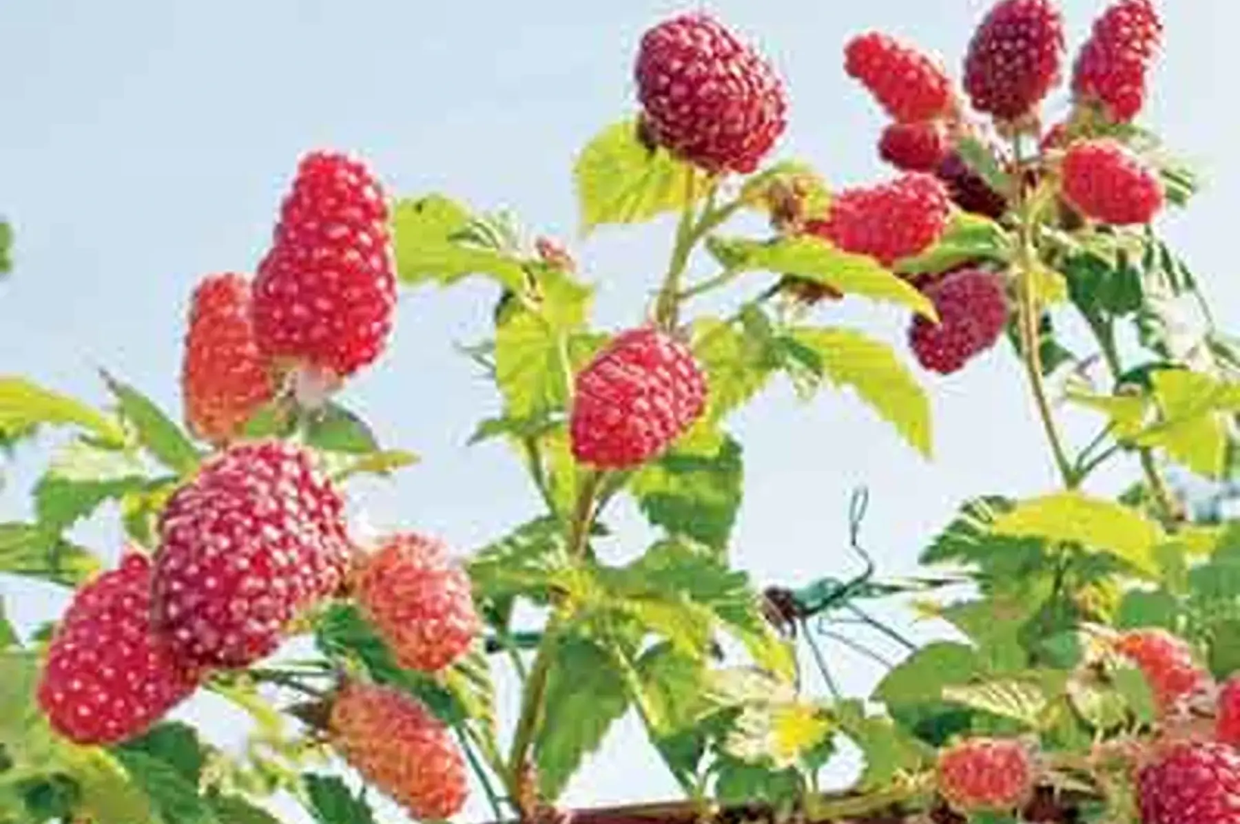 Hybride mûre-framboise Loganberry