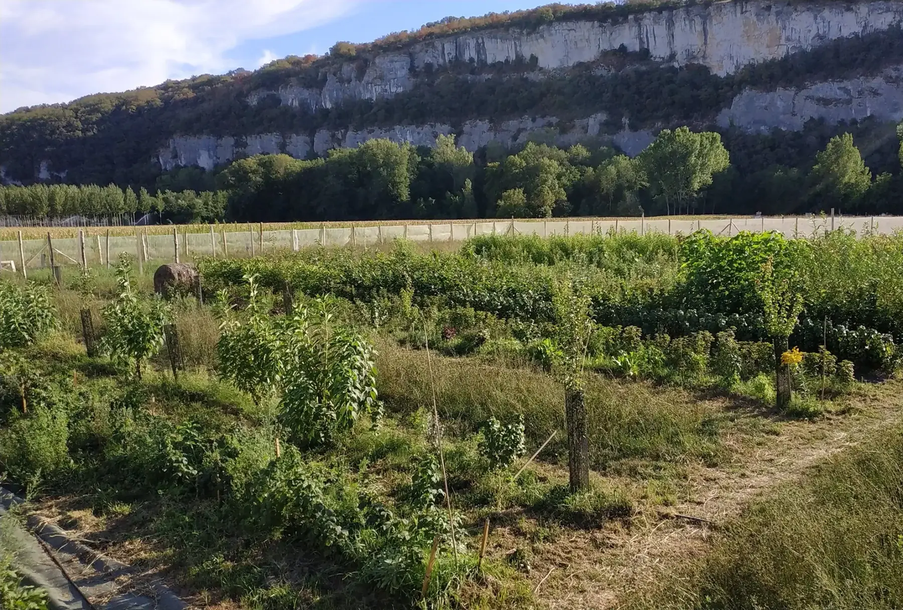 Des Racines et des Fruits
