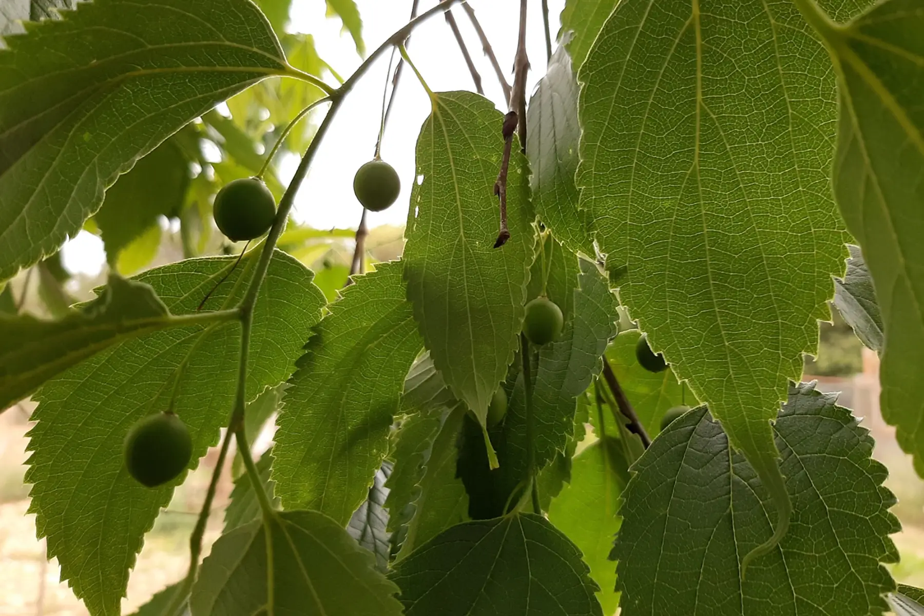 Micocoulier (Celtis australis)