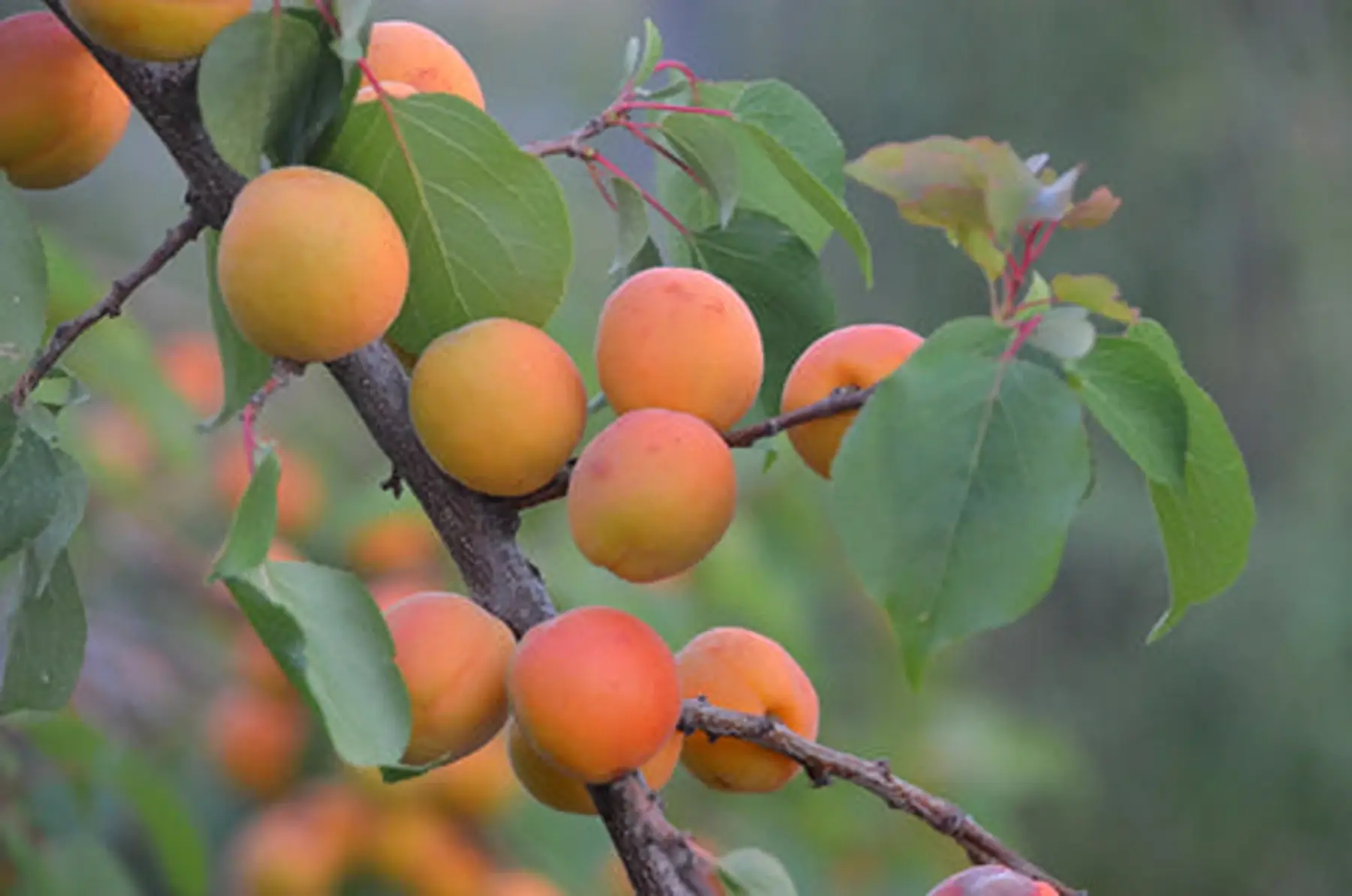Abricotier greffé (Prunus armeniaca)