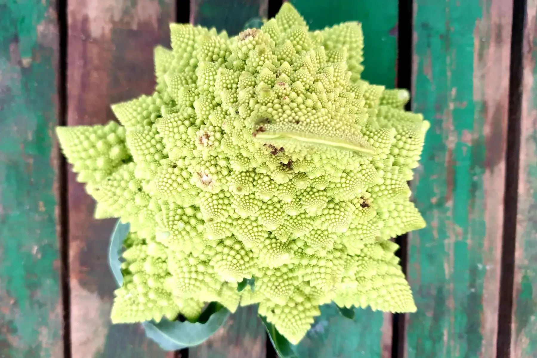 chou romanesco