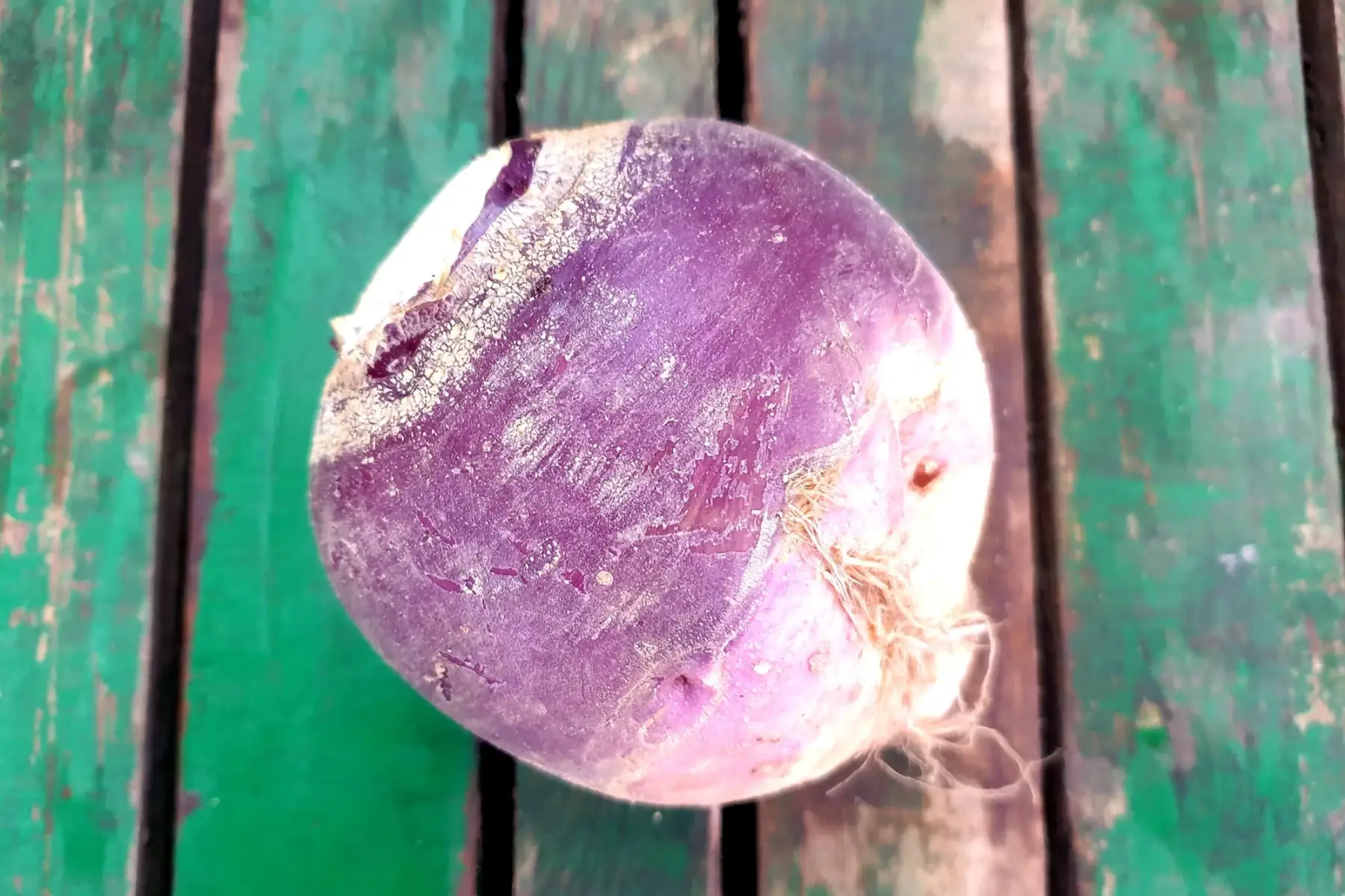 rutabaga