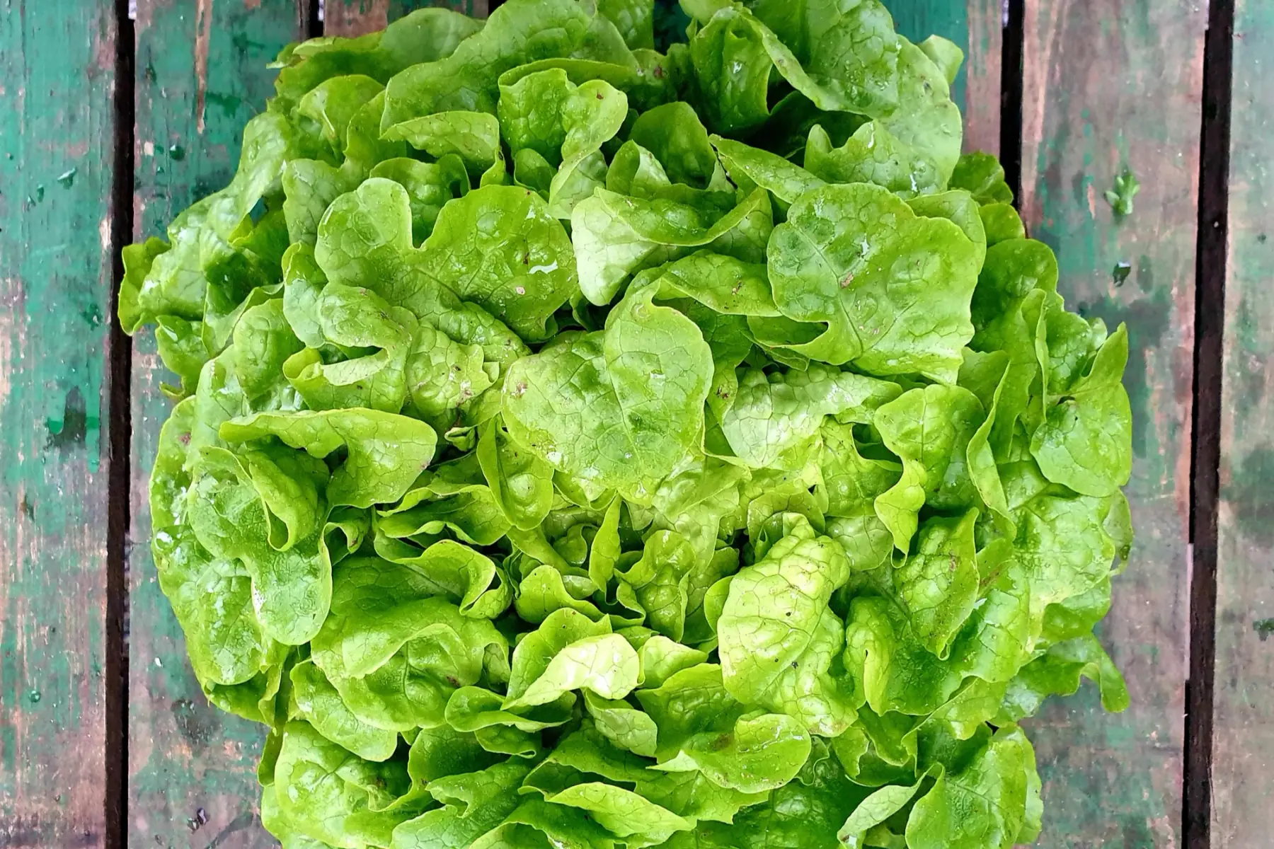 salade_feuille de chêne verte