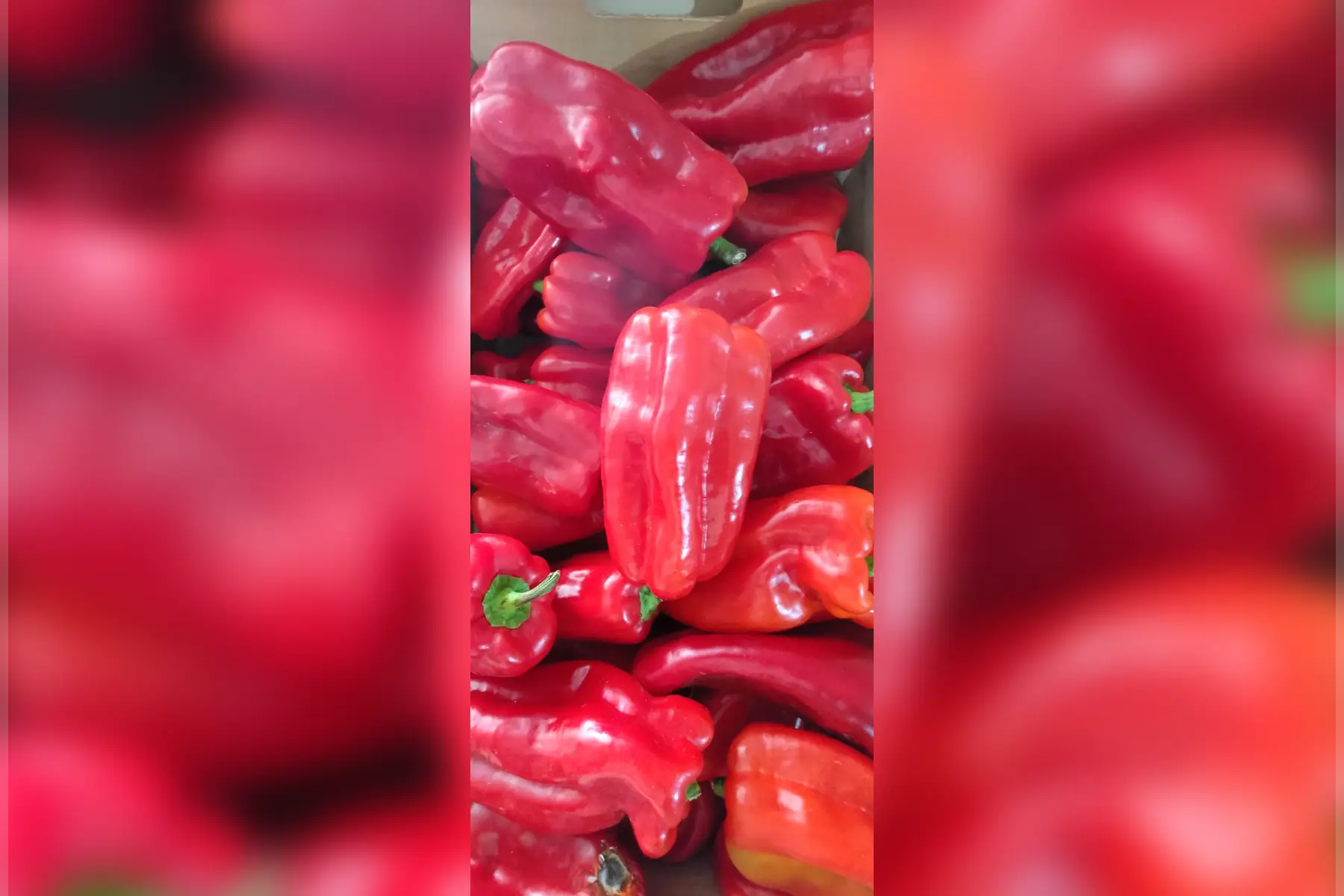 Poivron rouge