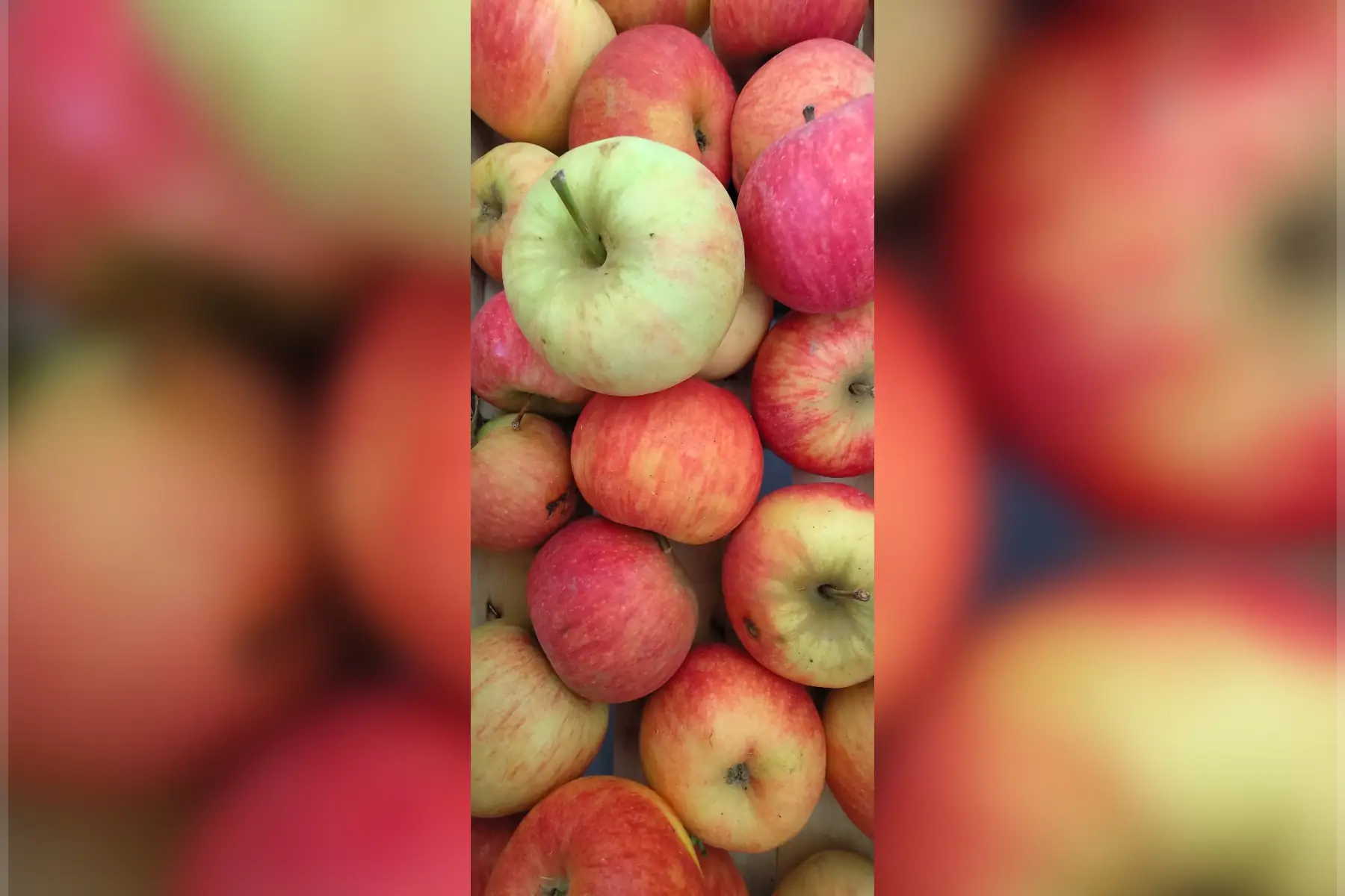 Pomme "Elstar"